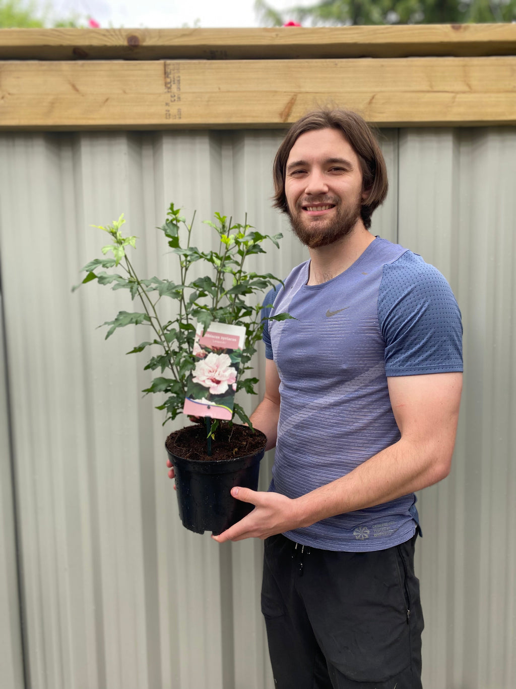 Hibiscus Syriacus 'Leopoldii' - Pink