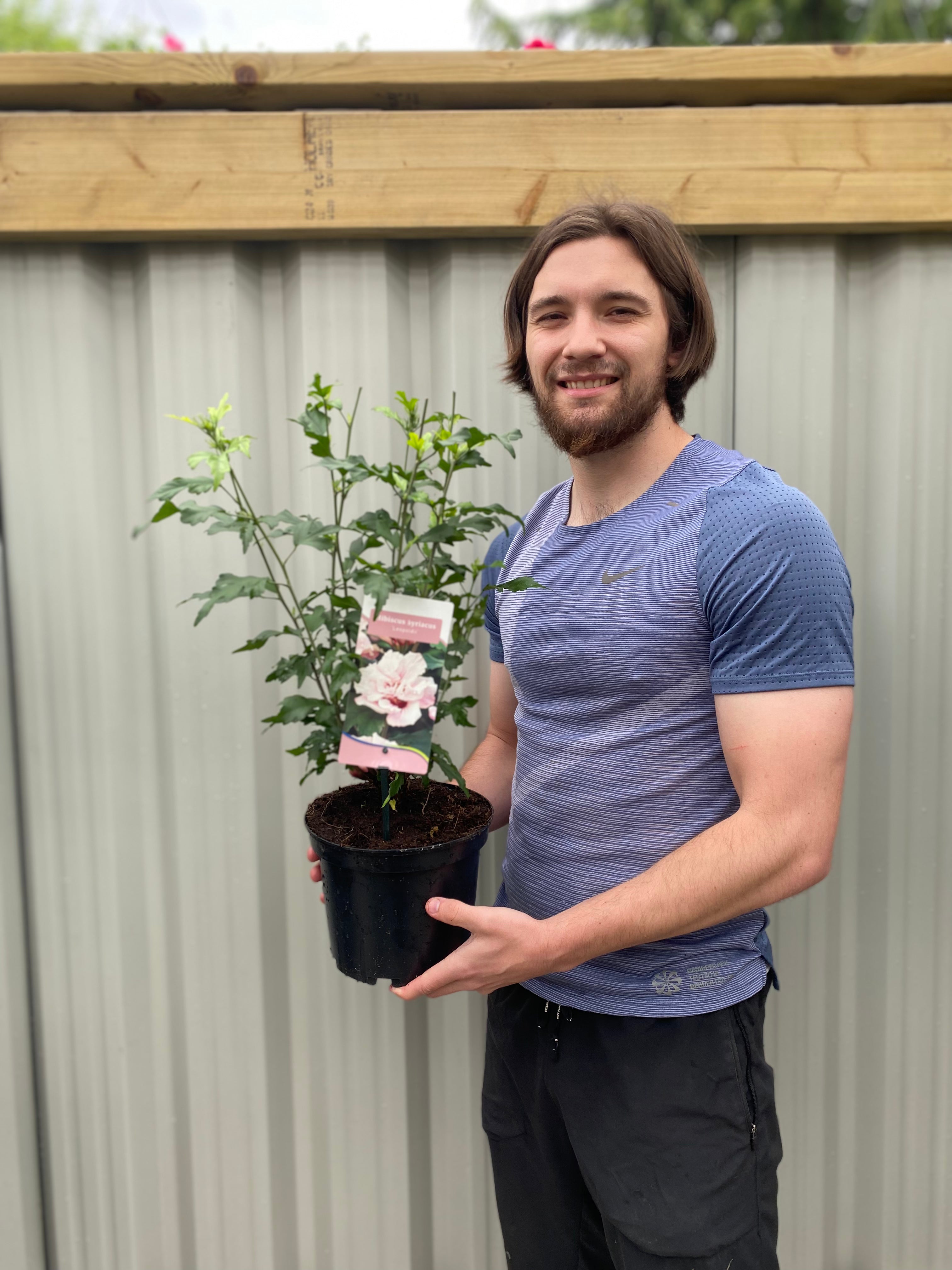 Hibiscus Syriacus 'Leopoldii' - Pink