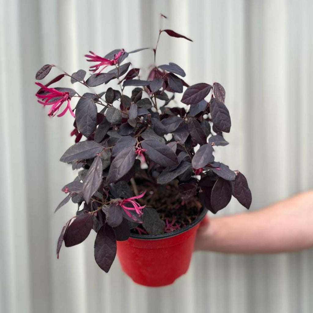 Loropetalum Chinense Fire Dance 9cm