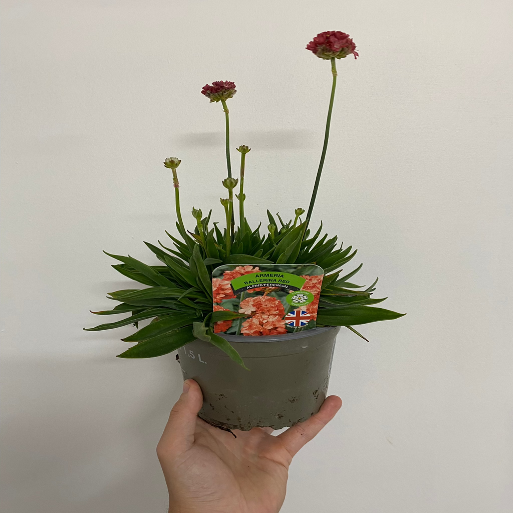 Armeria 'Ballerina Red' 1.5L / 3L