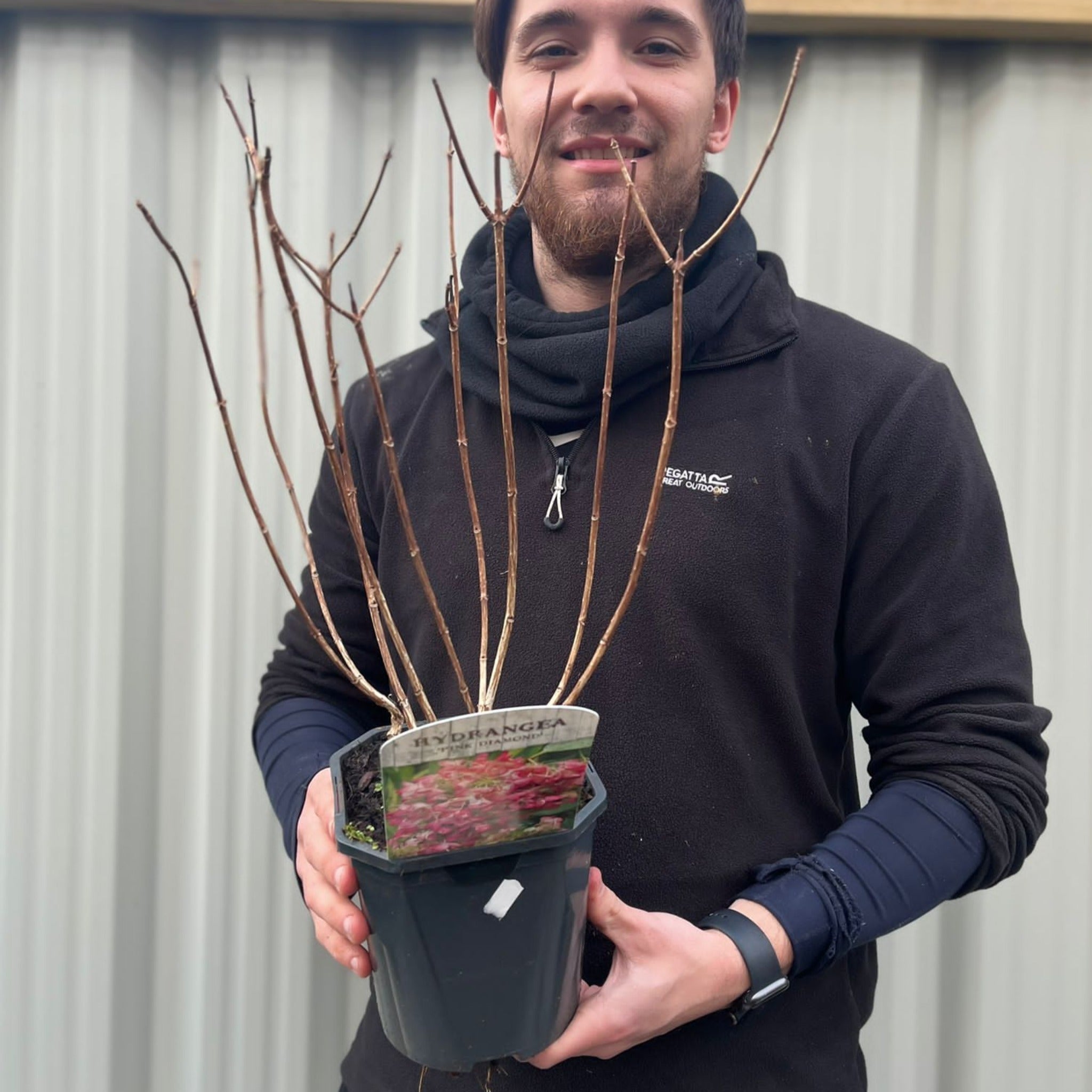 Hydrangea paniculata 'Pink Diamonds' 1/2L