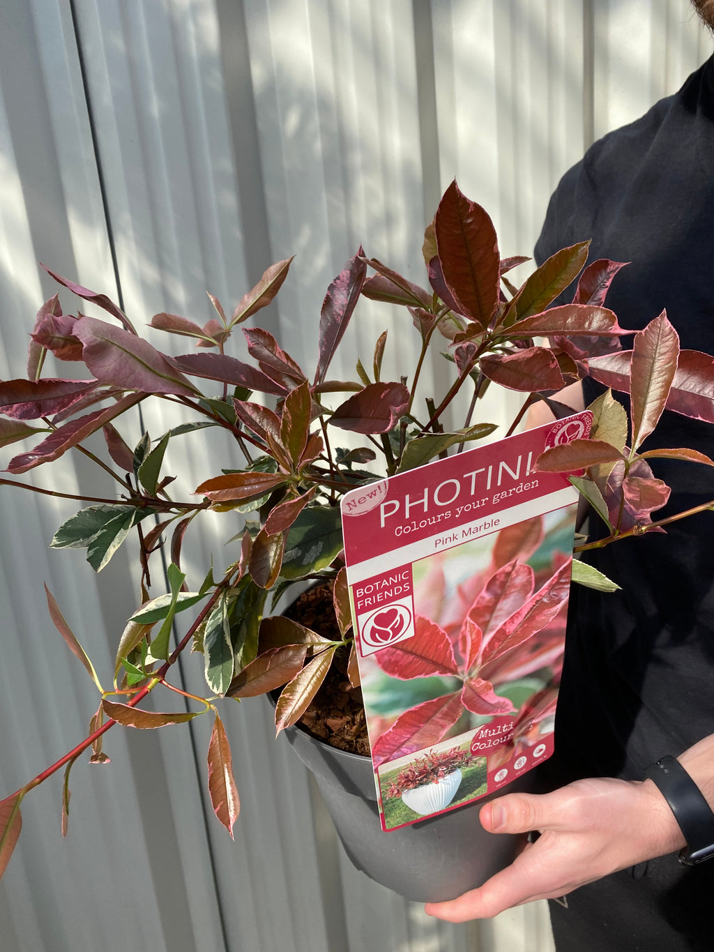 Photinia fraseri 'Pink Marble' 3L