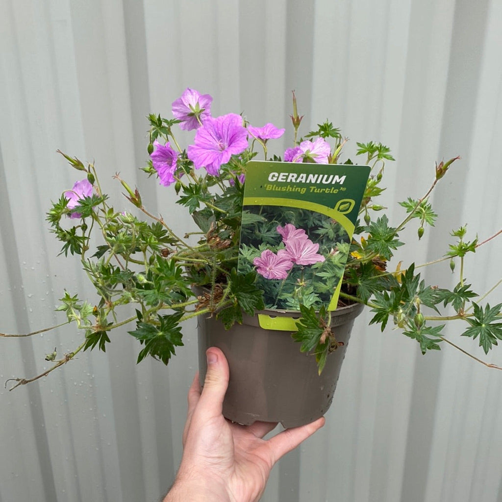 Geranium 'Blushing Turtle' 2L