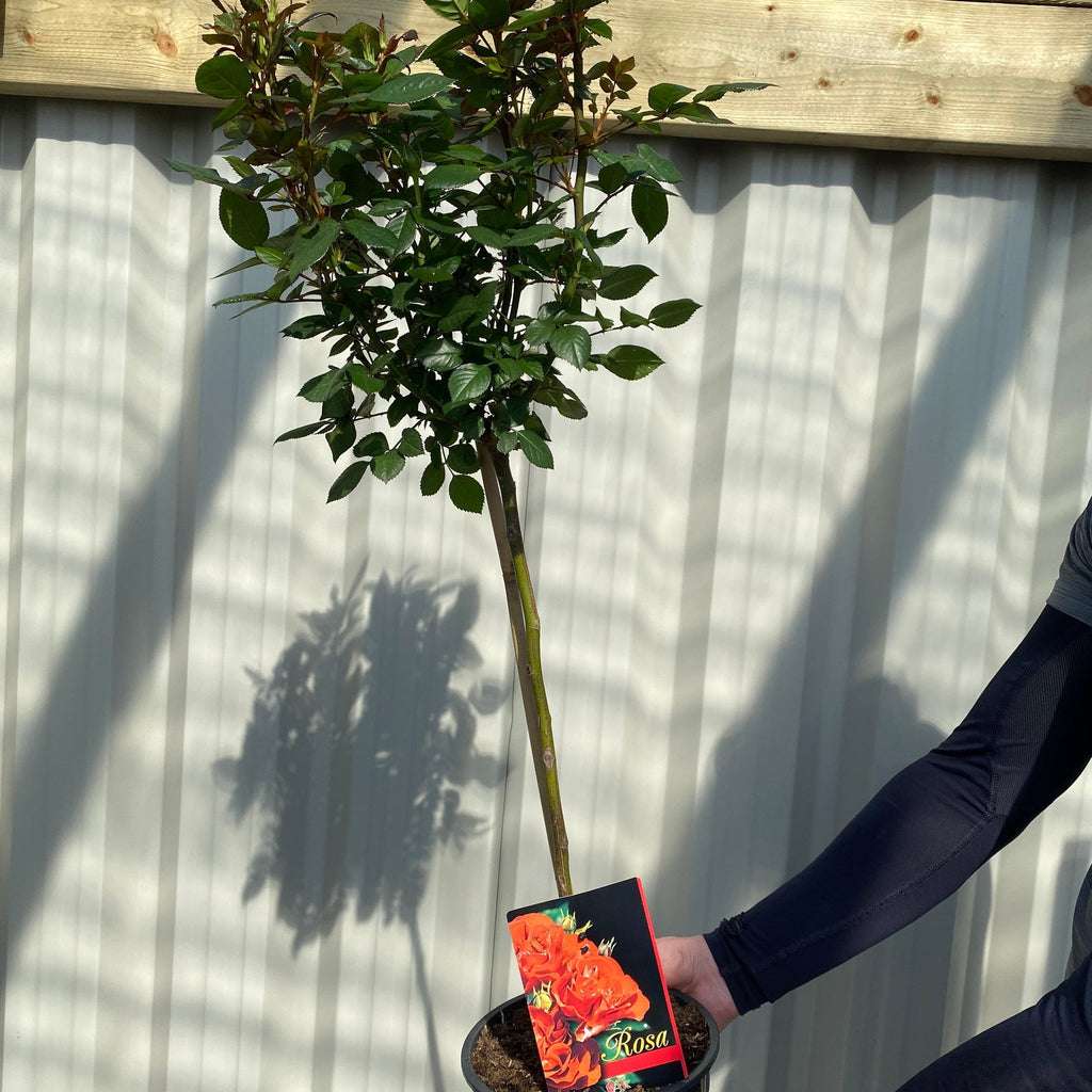 Patio Standard Rose 'Orange' 60-70cm