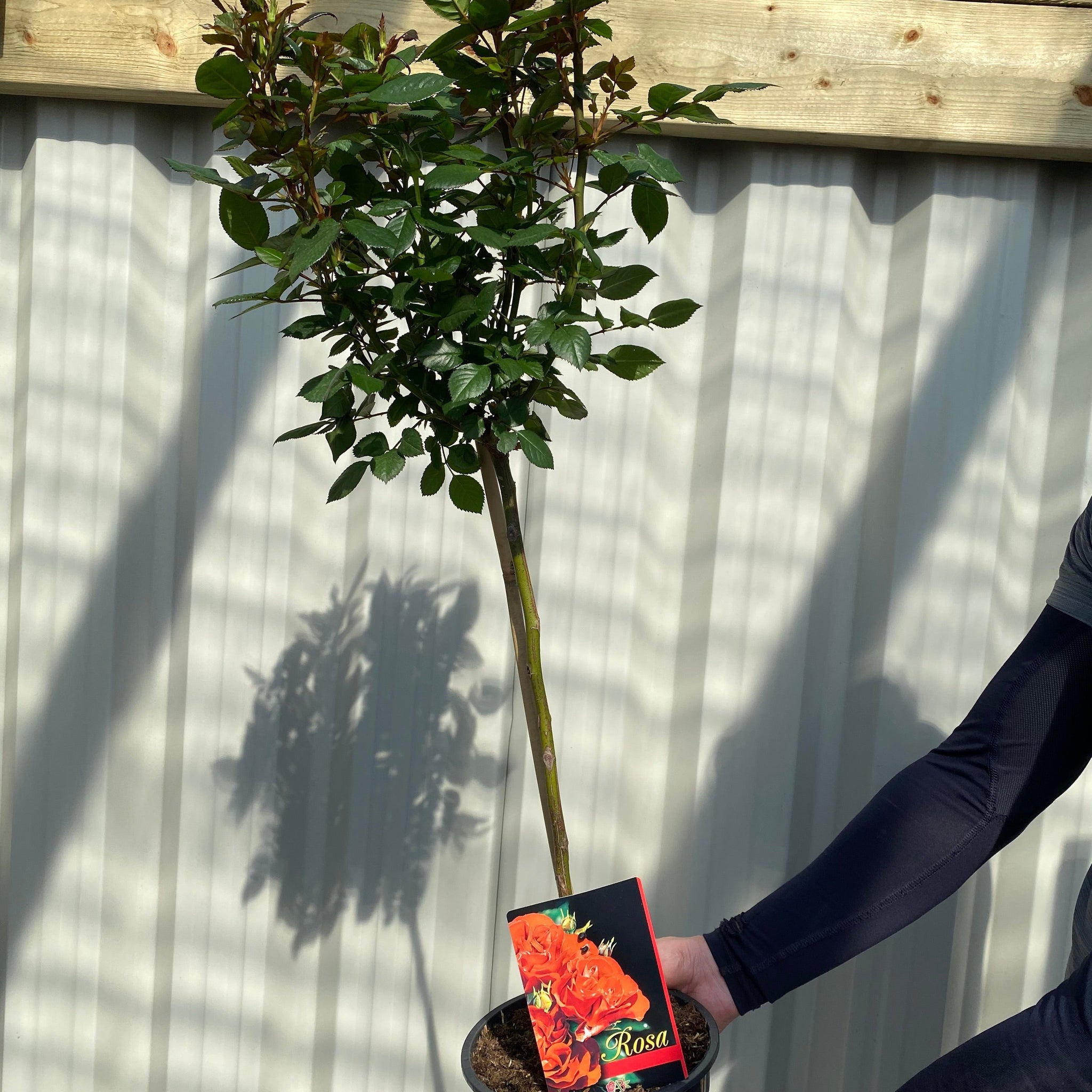 Patio Standard Rose 'Orange' 60-70cm