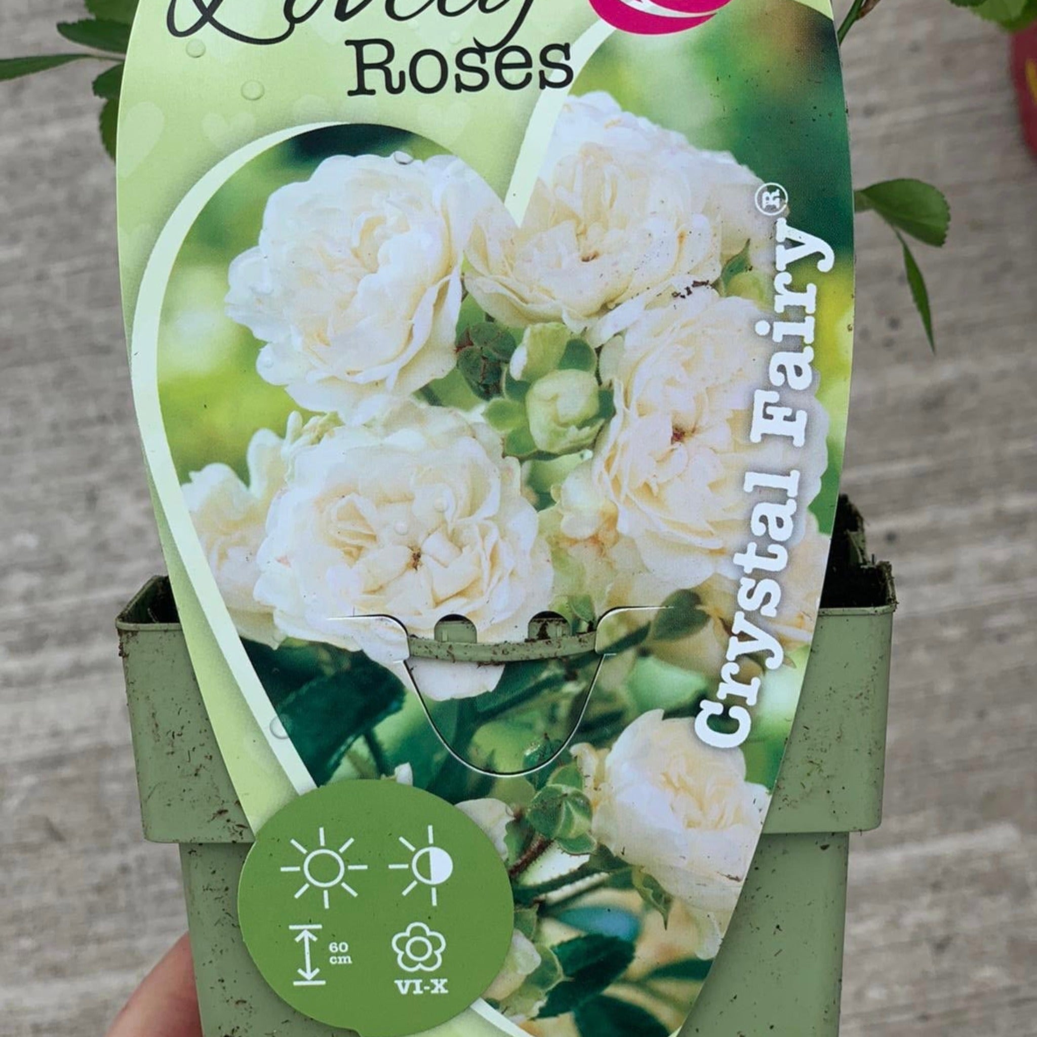 Patio Roses - Crystal Fairy
