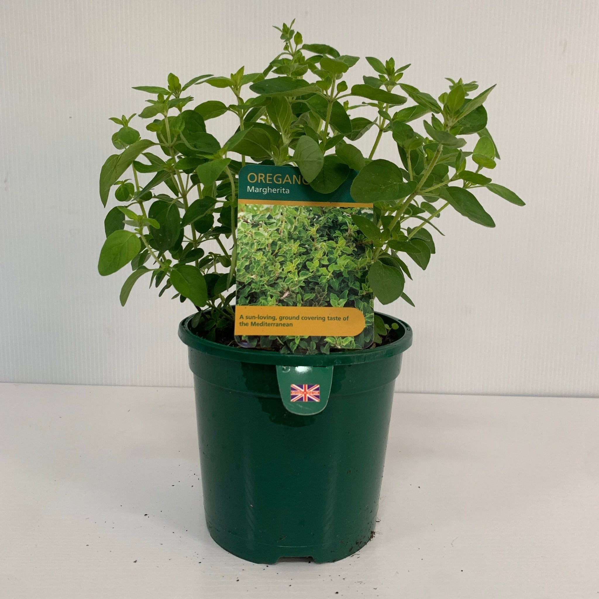 Oregano - Margherita (Herb) 13cm