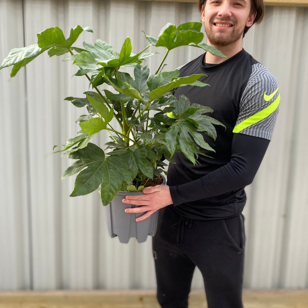 Fatsia japonica 70-80cm (3L)