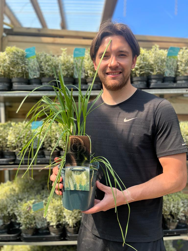 Cortaderia Pampas Grass 'Pumila' 1L/2L/4L