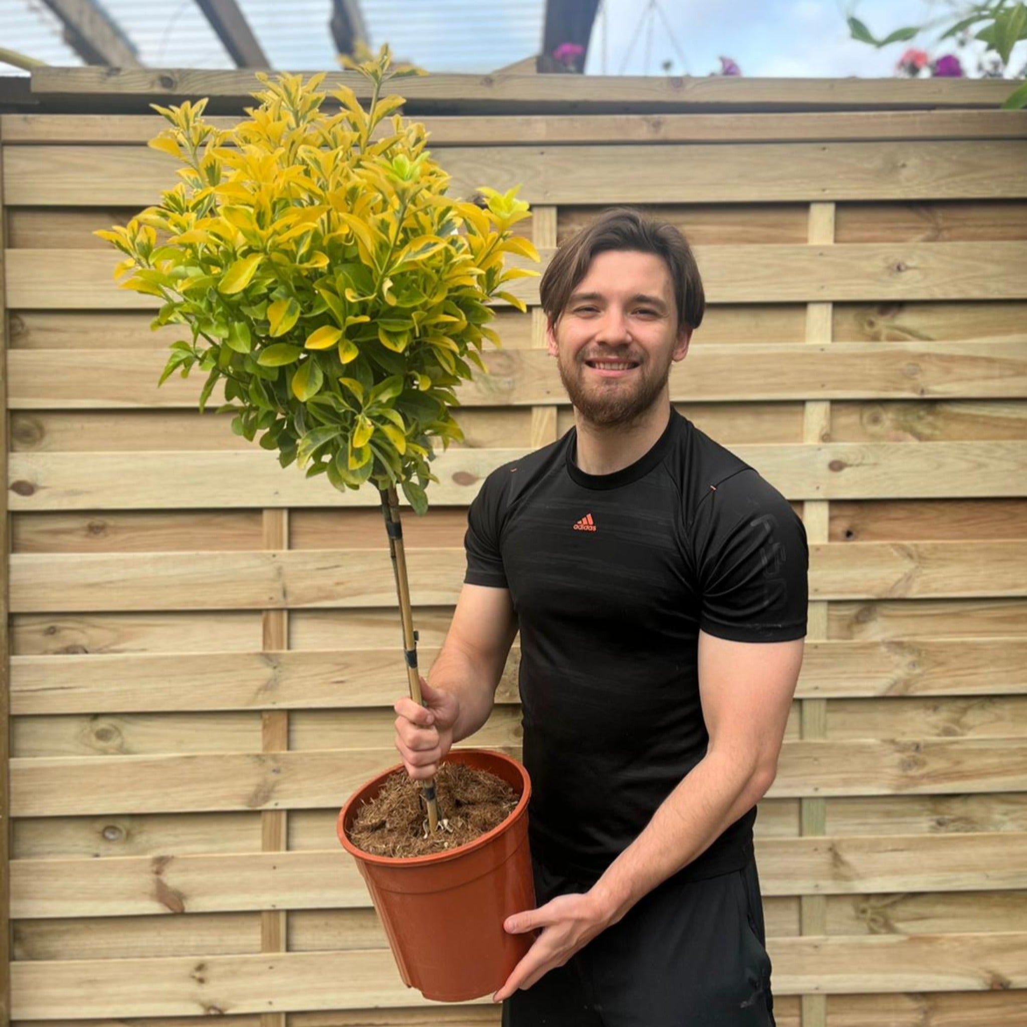 Special offer: Half Standard Euonymus japonica 'Aureus' 100cm (2 for £54.99)