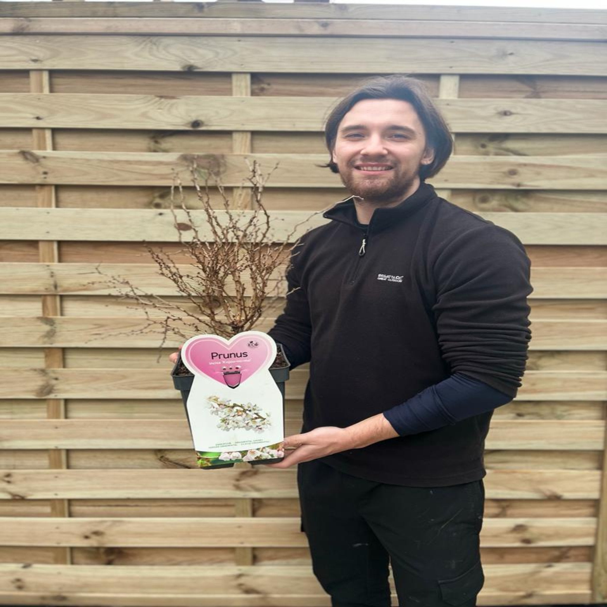 Prunus Ornamental Flowering Cherry Blossom Shrub - Incisa 'KOJOU-NO-MAI' 9cm / 2L / 4L