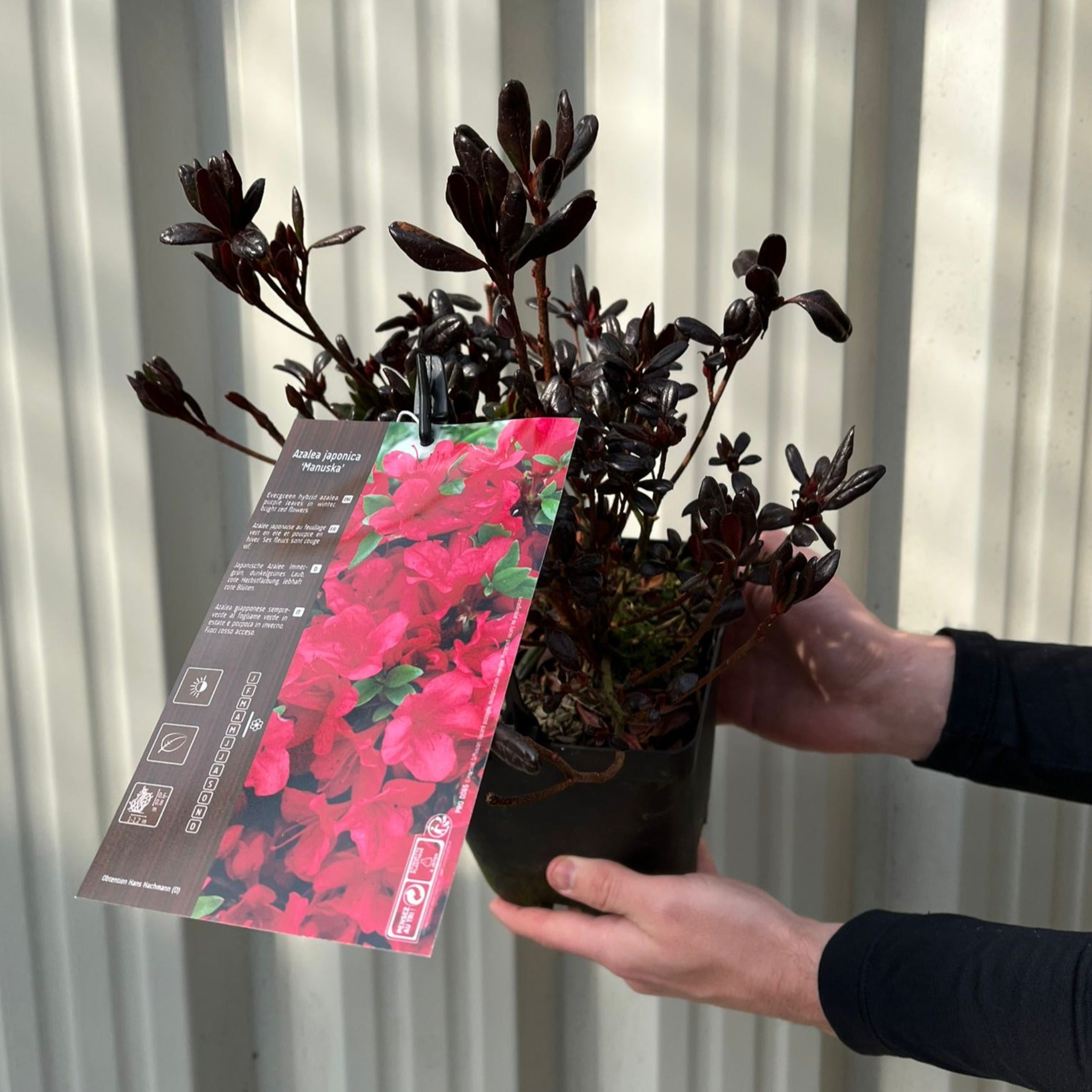 Azalea Japonica 'Manuska' 2L