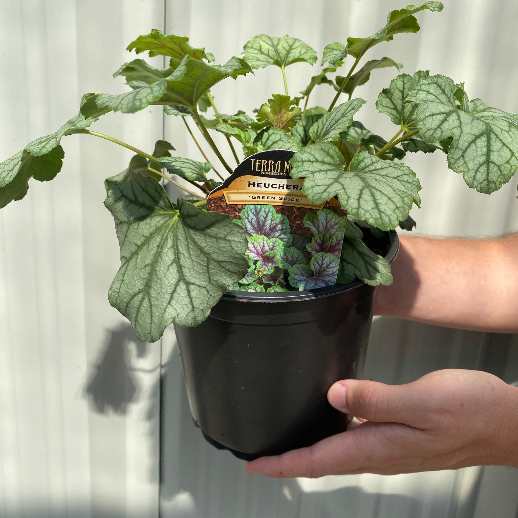 Heuchera 'Green Spice' 2L