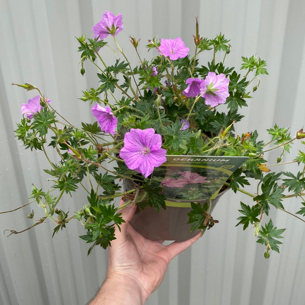 Geranium 'Blushing Turtle' 2L