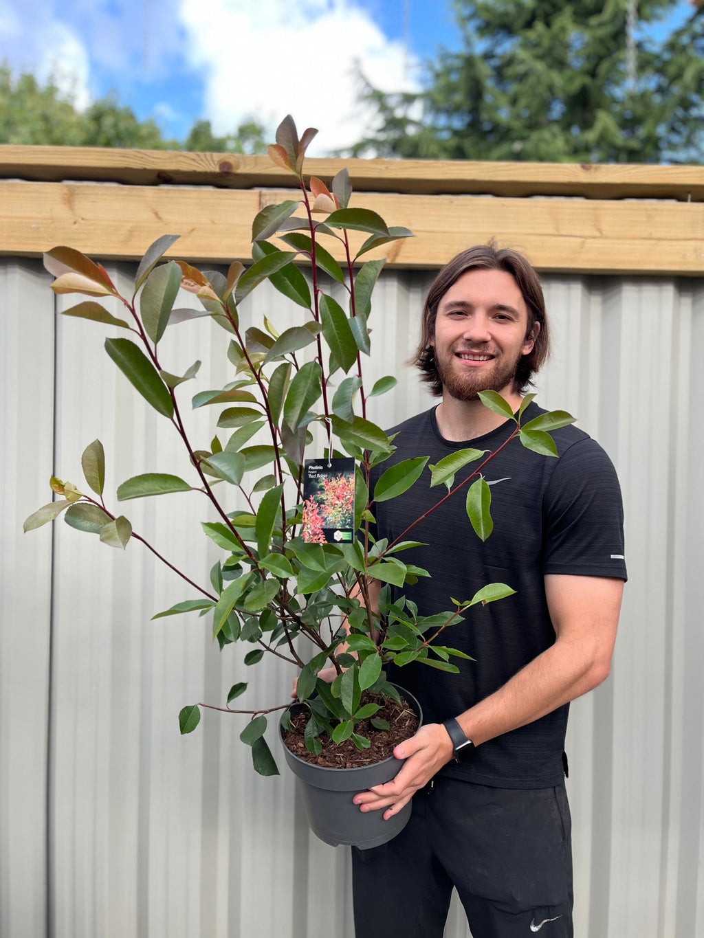 Photinia x fraseri 'Red Robin' 9cm-10L