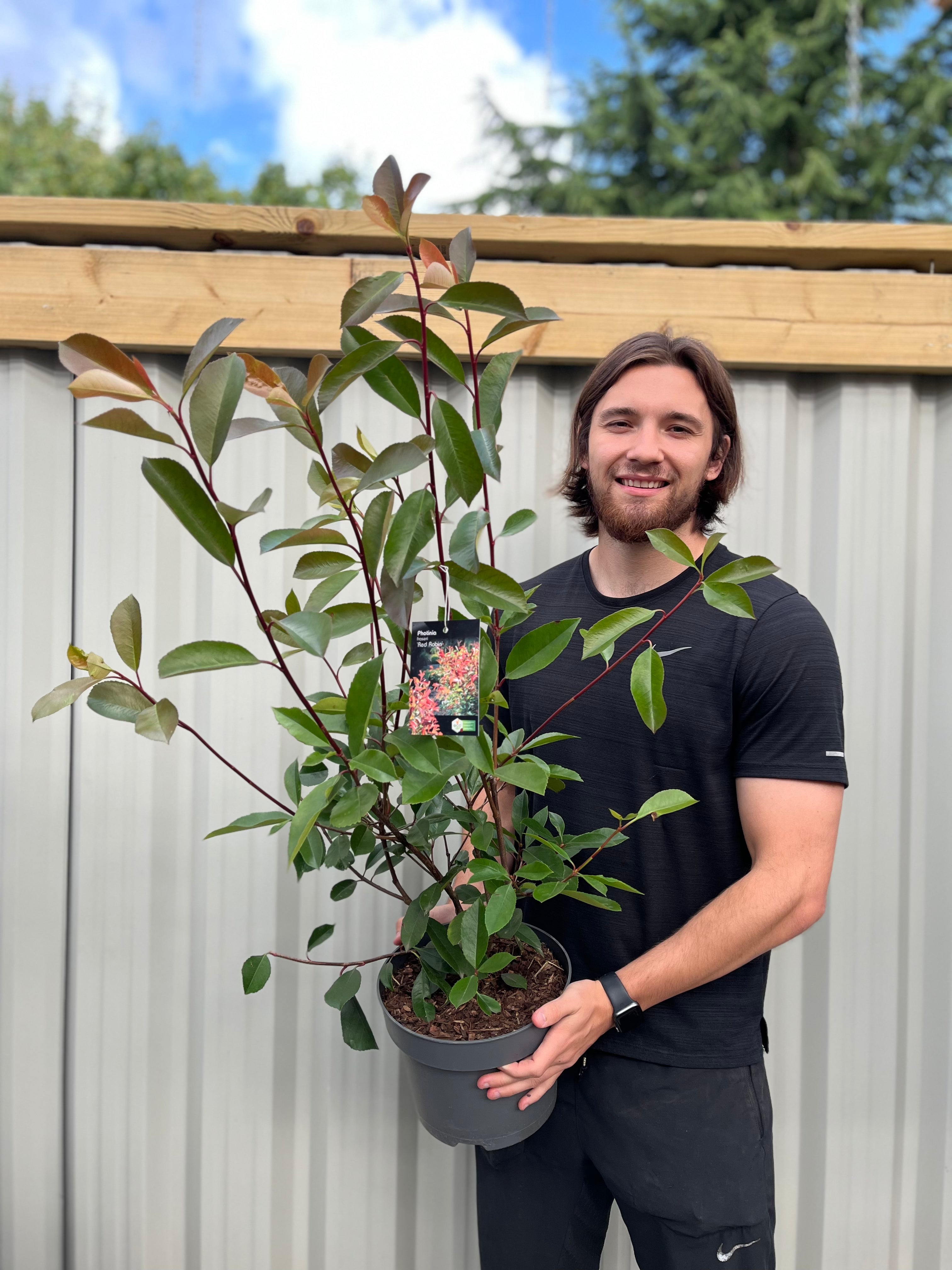Photinia x fraseri 'Red Robin' 9cm-10L