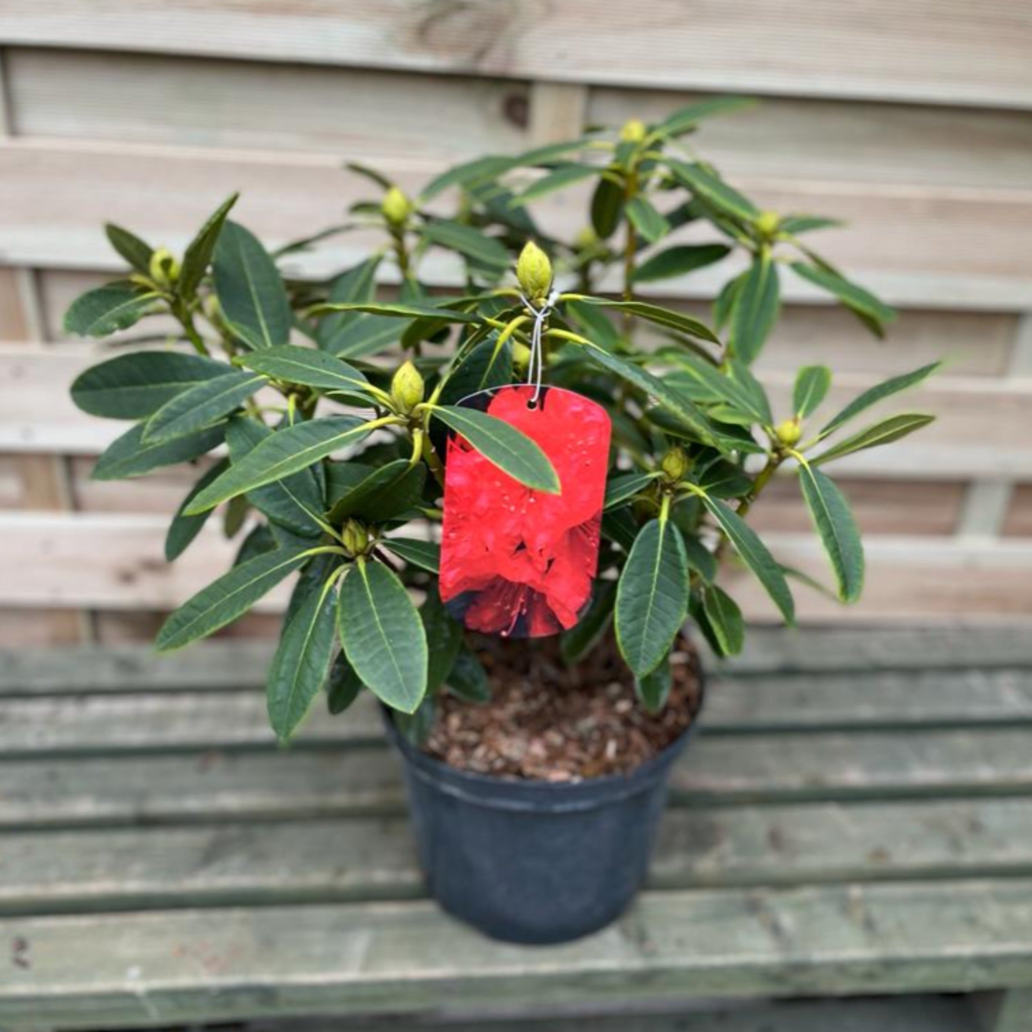Rhododendron hybride 'Camparina' 5L
