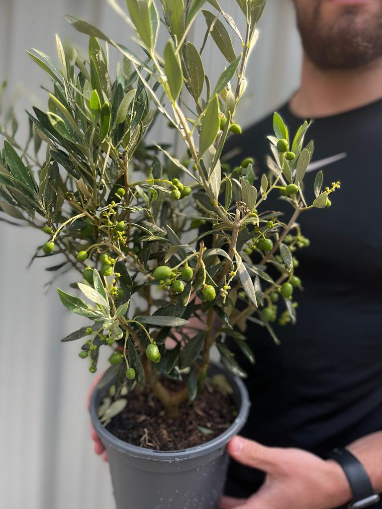 Olive Bush | Olea Europeana (3 Sizes Available) 50-110cm