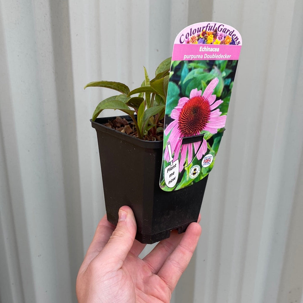 Echinacea purpurea 'Double Decker' 9cm Pot