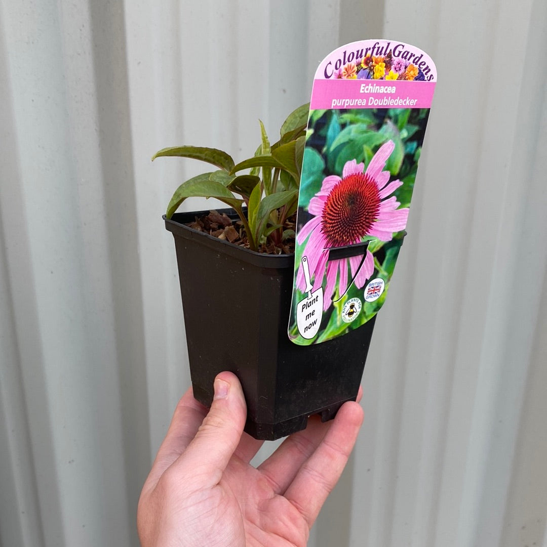 Echinacea purpurea 'Double Decker' 9cm Pot