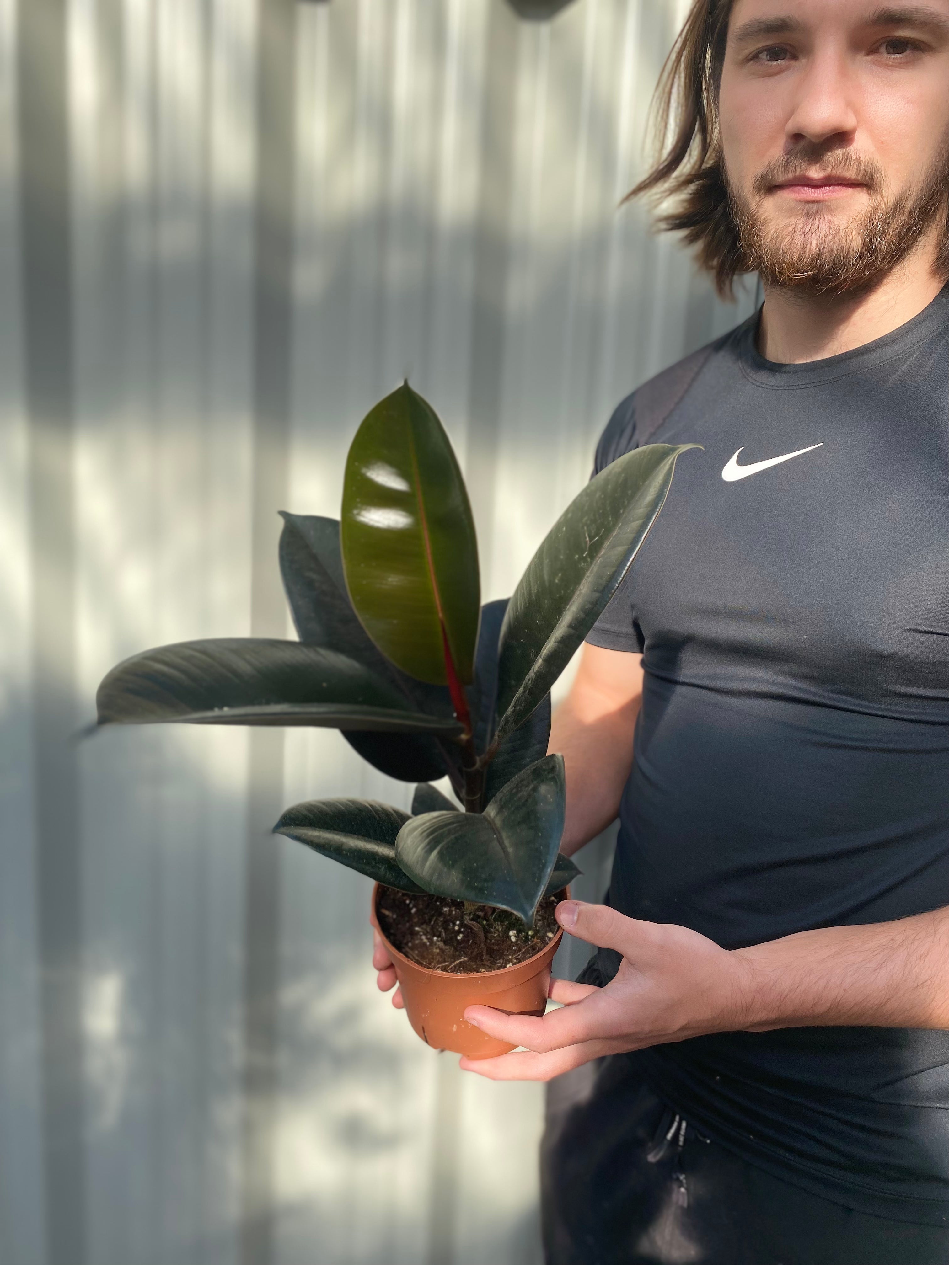 Ficus elastica Robusta (Rubber Fig) 30-40cm