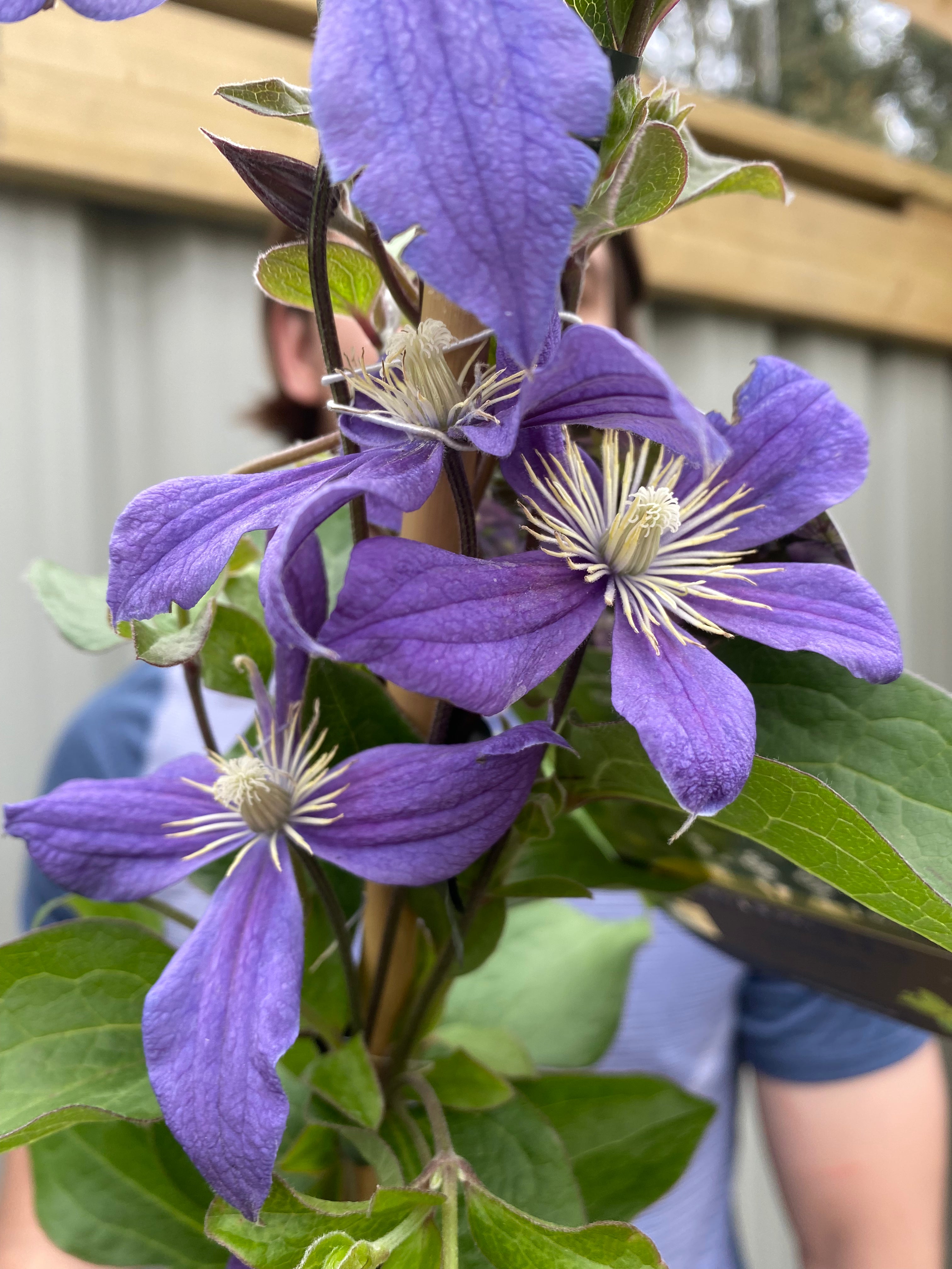 Clematis 'Arabella'