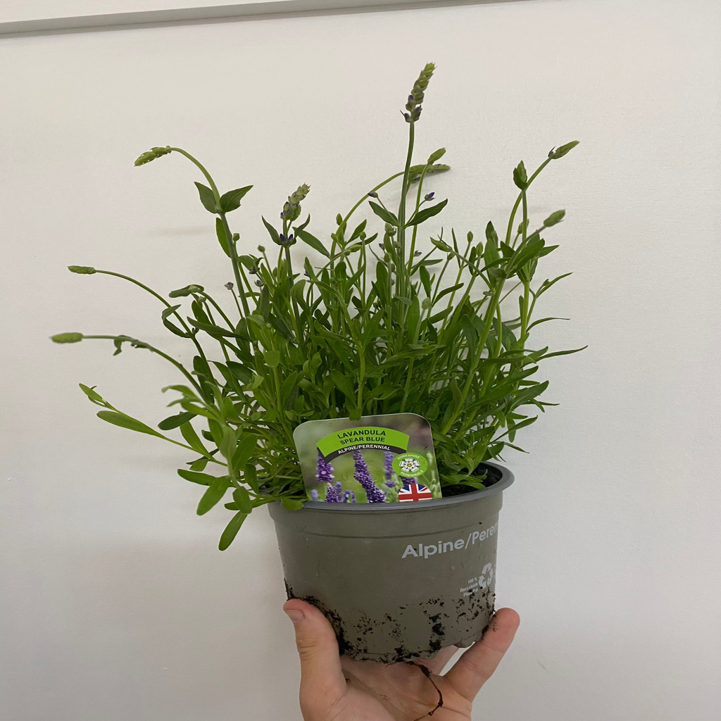 Lavender Angustifolia 'Spear Blue' 9cm