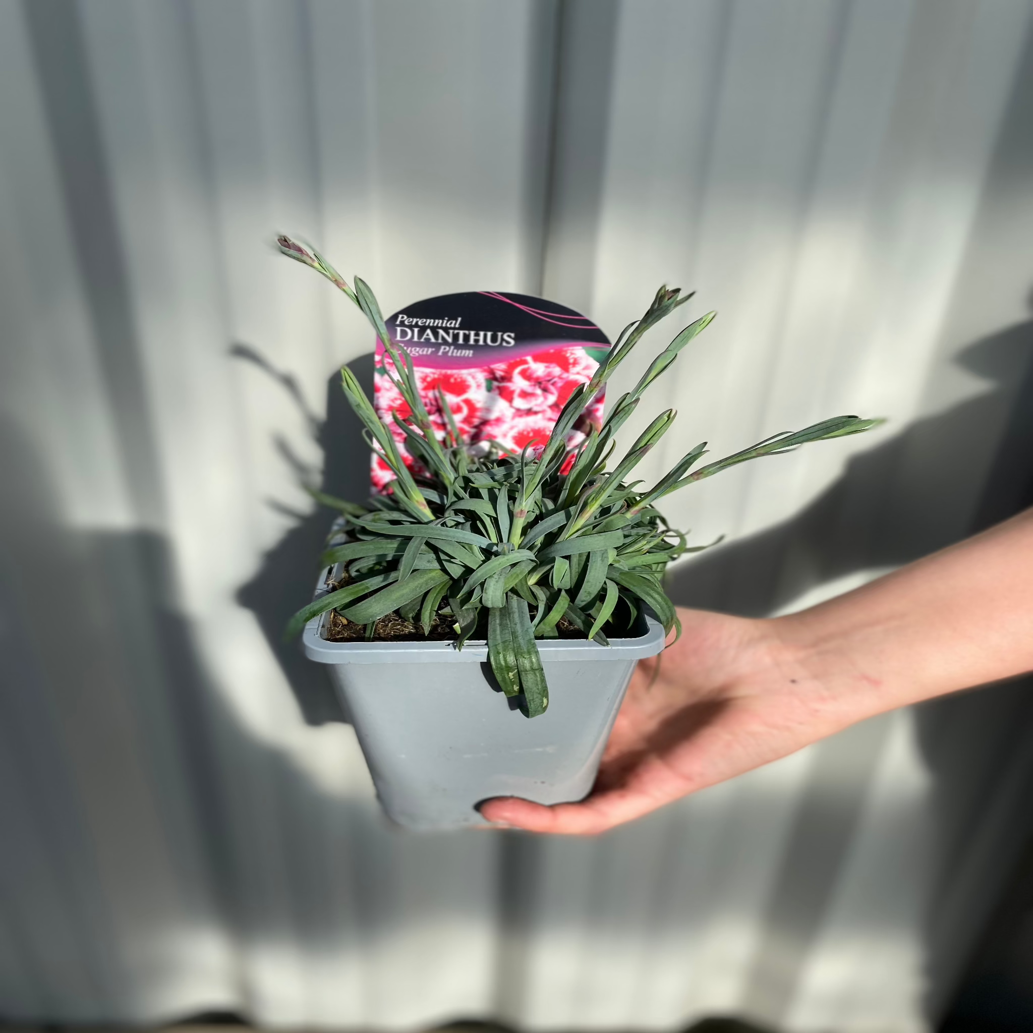 Dianthus Sugar Plum 1L