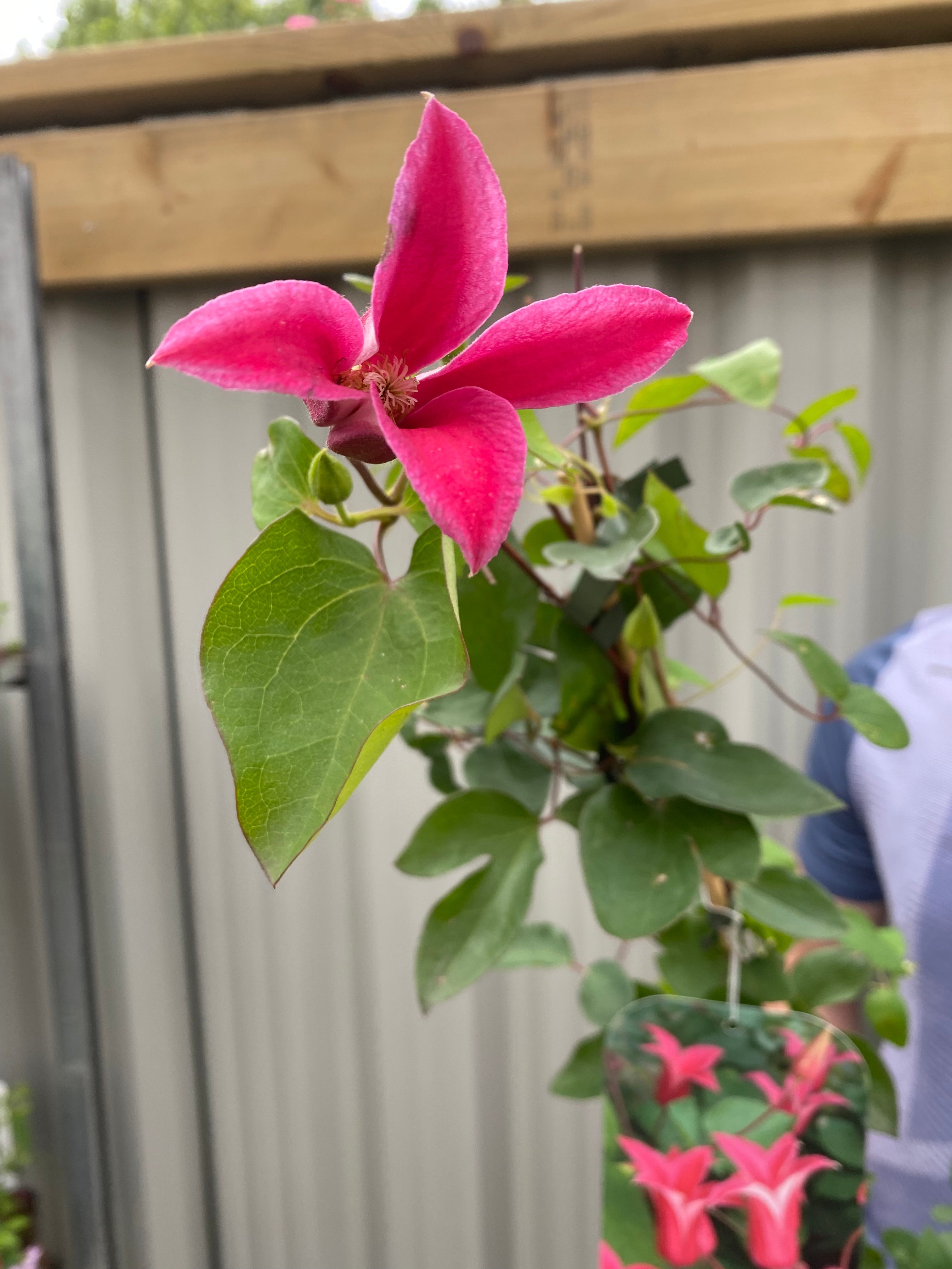 Clematis 'Princess Diana' 70cm