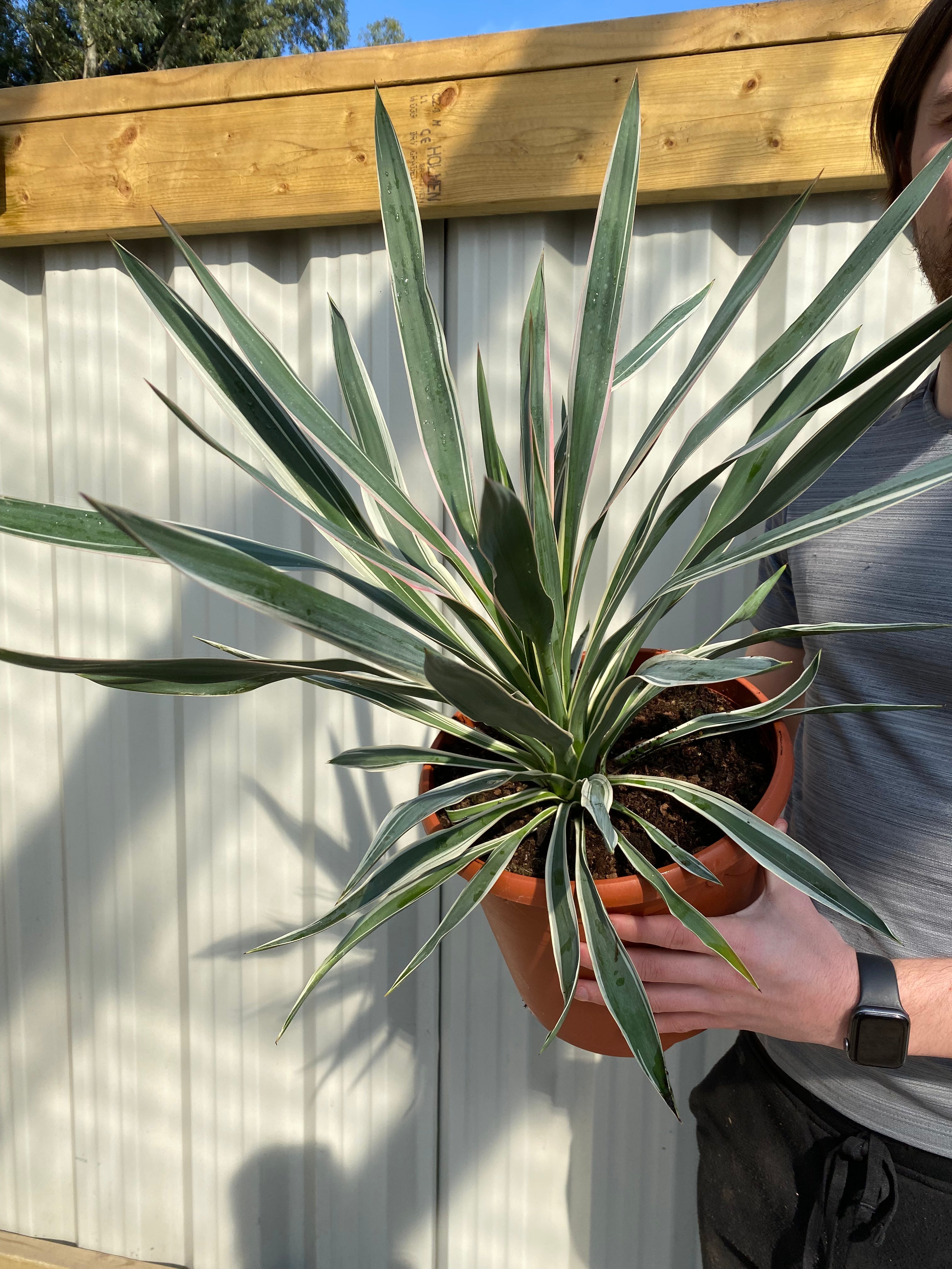 Yucca Variegata 7.5L