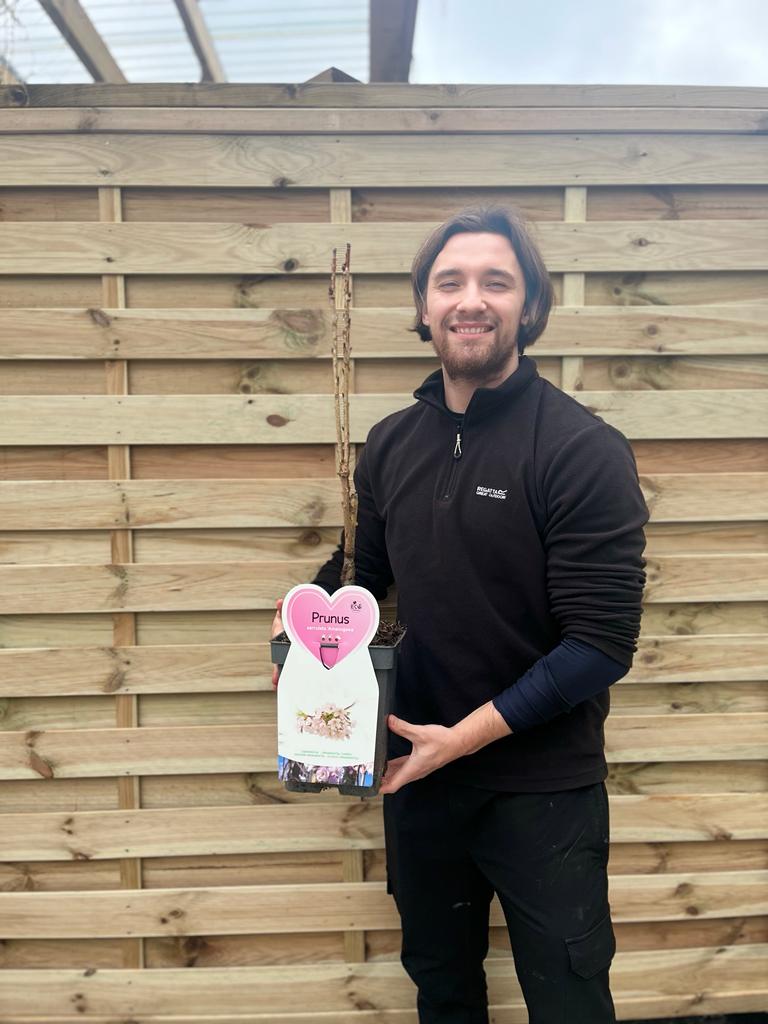 Ornamental Flowering Cherry Blossom Tree Dwarf - Prunus serrulata 'Amanogawa'' 70-80cm