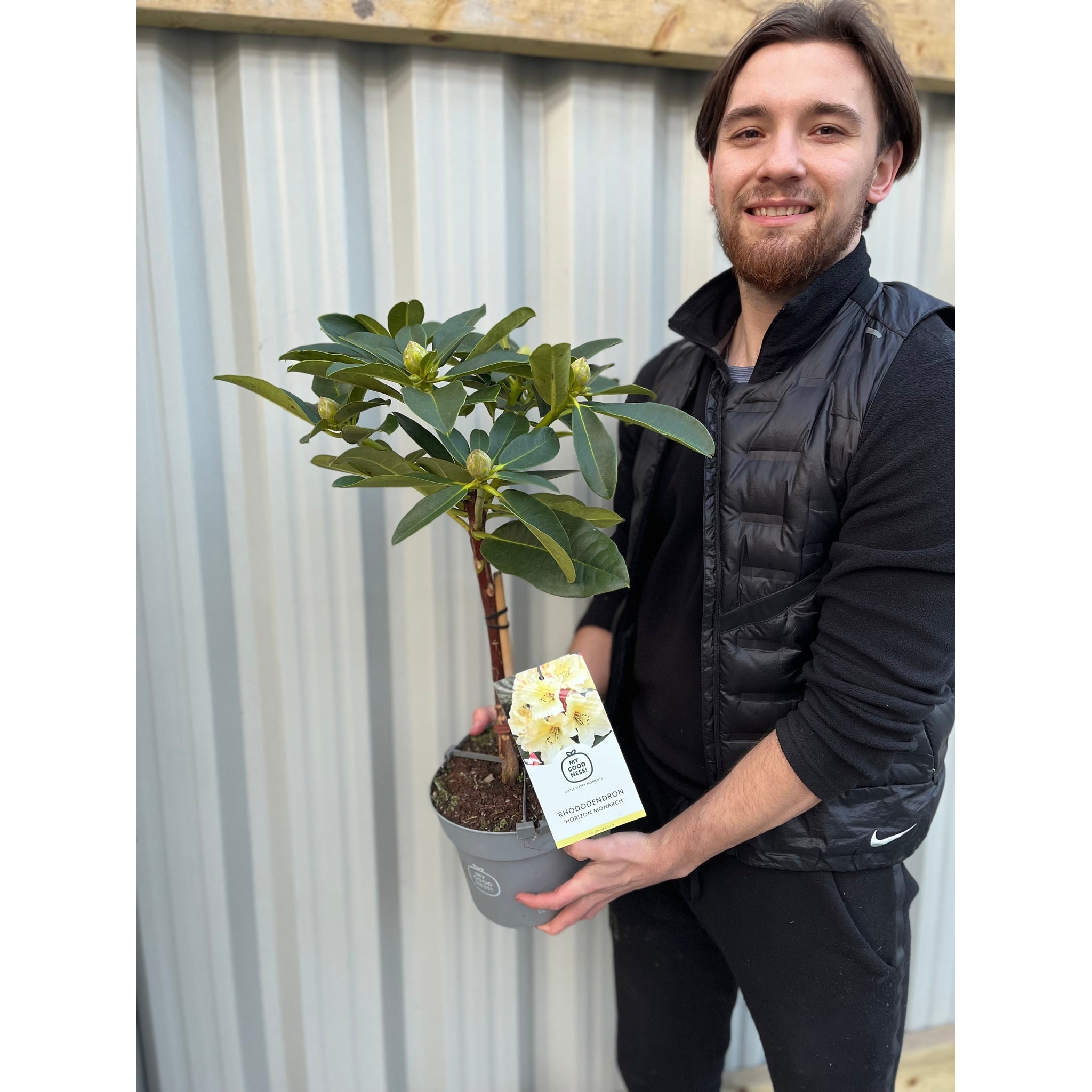 Standard Rhododendron 'Horizon Monarch' (Yellow) 80cm