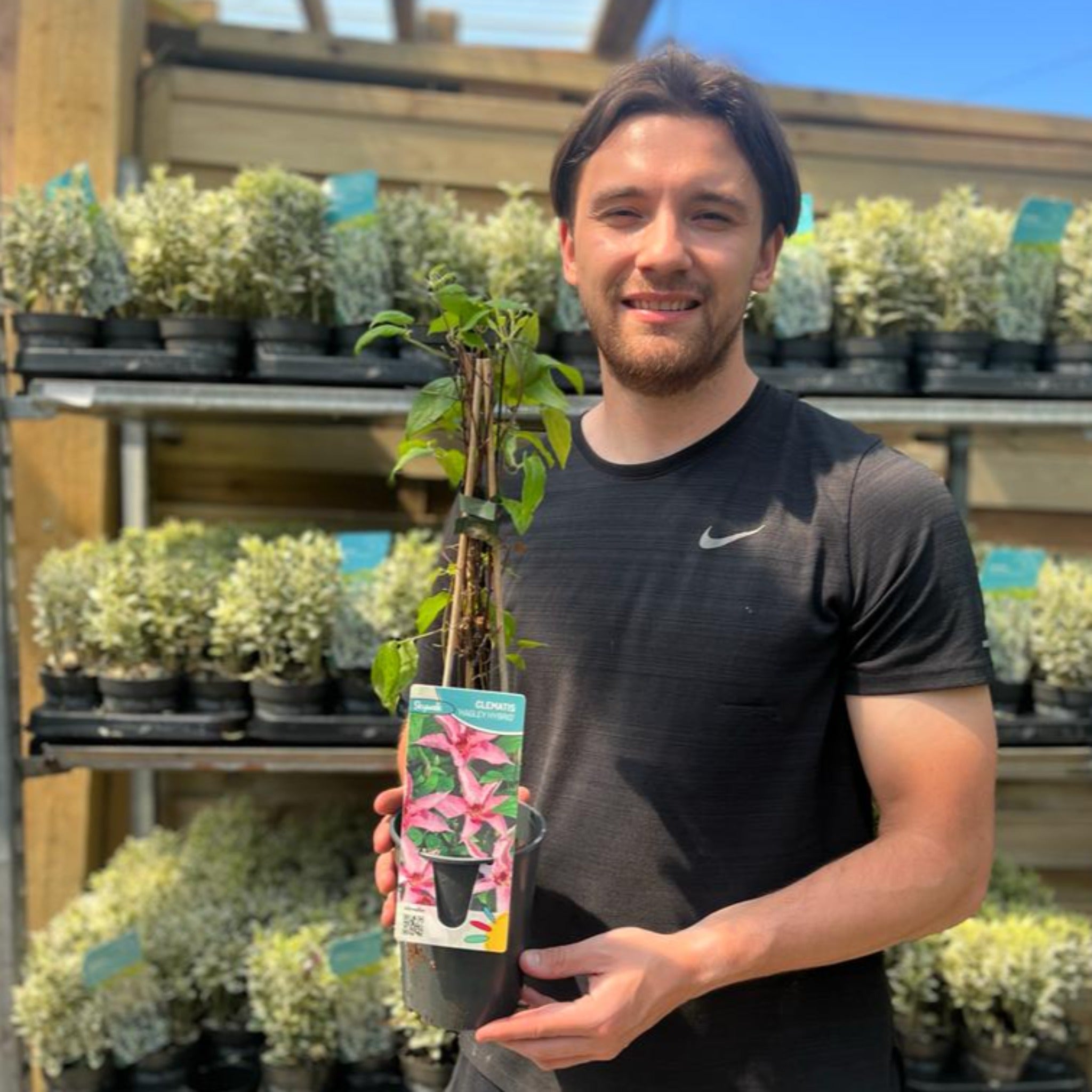 Clematis 'Hagley Hybrid' 50cm