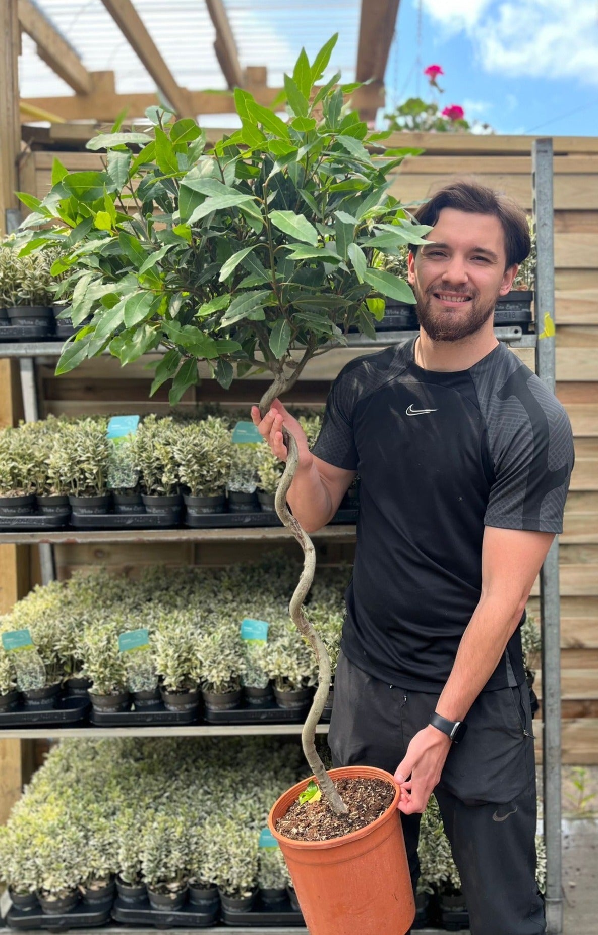 4ft / 5ft Spiral Stem Standard Bay Tree | Laurus nobilis | 110-120cm, 130-150cm