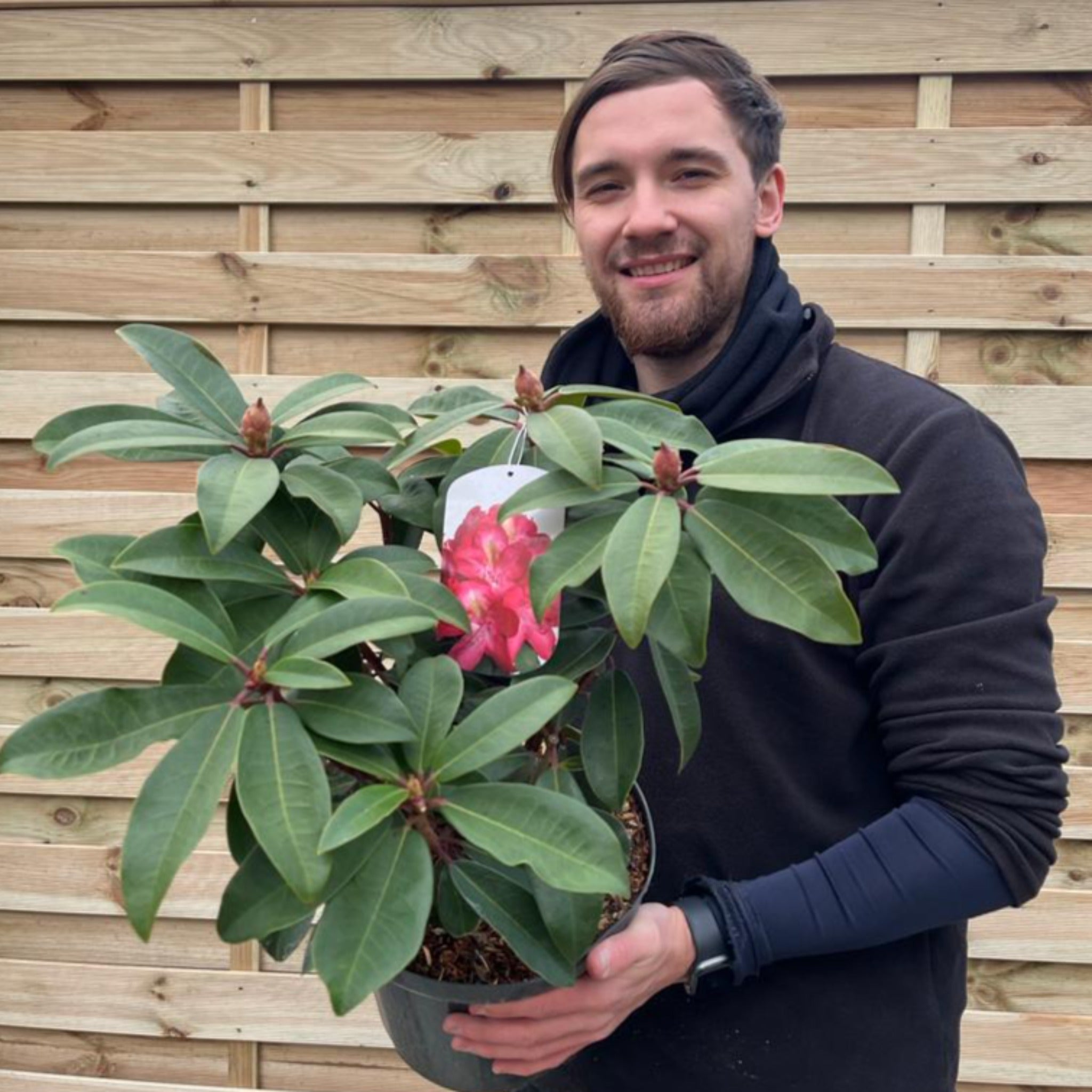 Rhododendron hybride 'Junifeuer' 5L