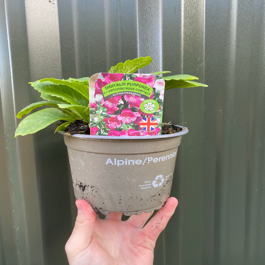 Hollyhock (Alcea) 'Spring Celebrities Rose' - Pink 1.5L