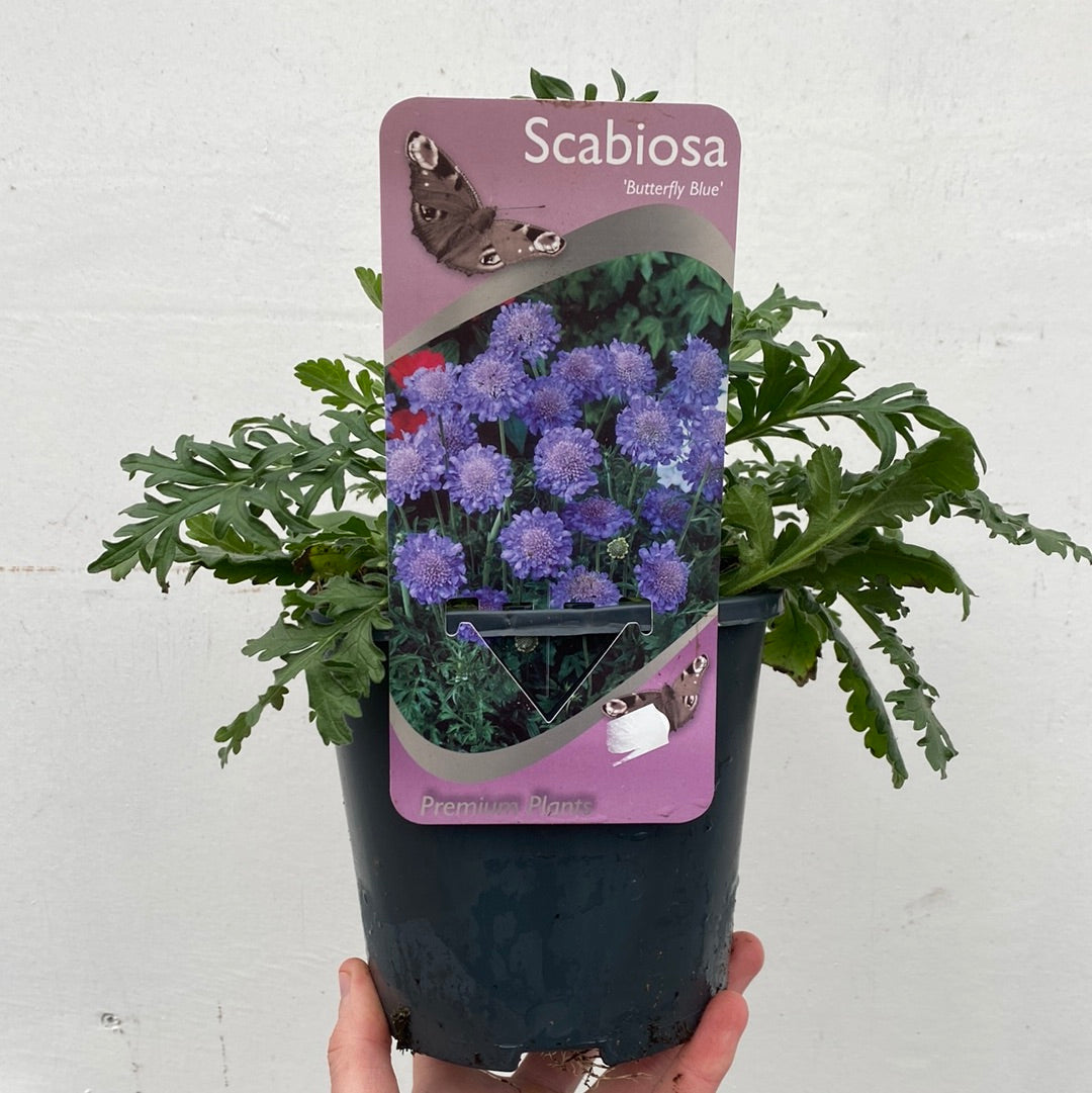 Scabious Butterfly Blue 9cm/2L