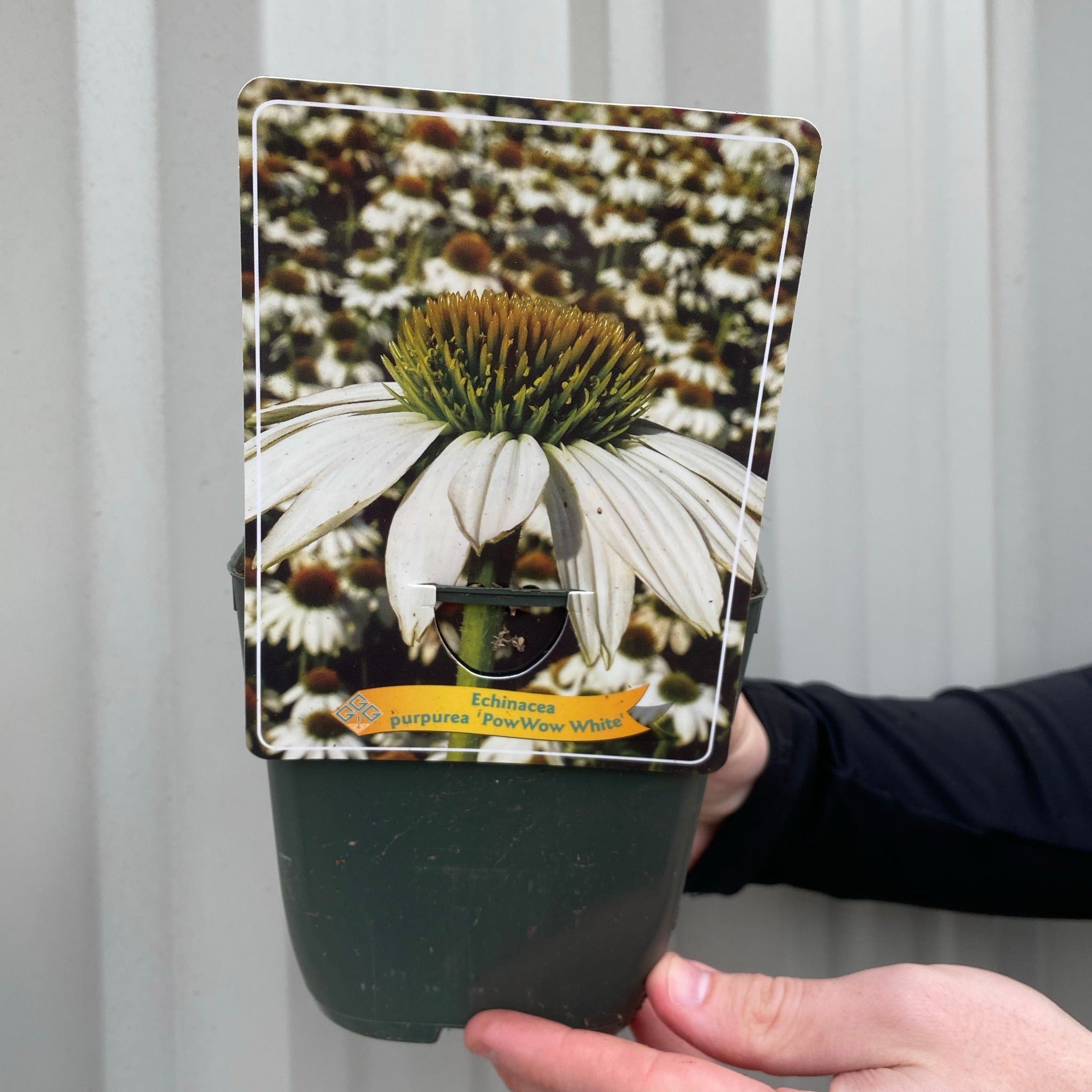 Echinacea purpurea 'PowWow' White 1.5L