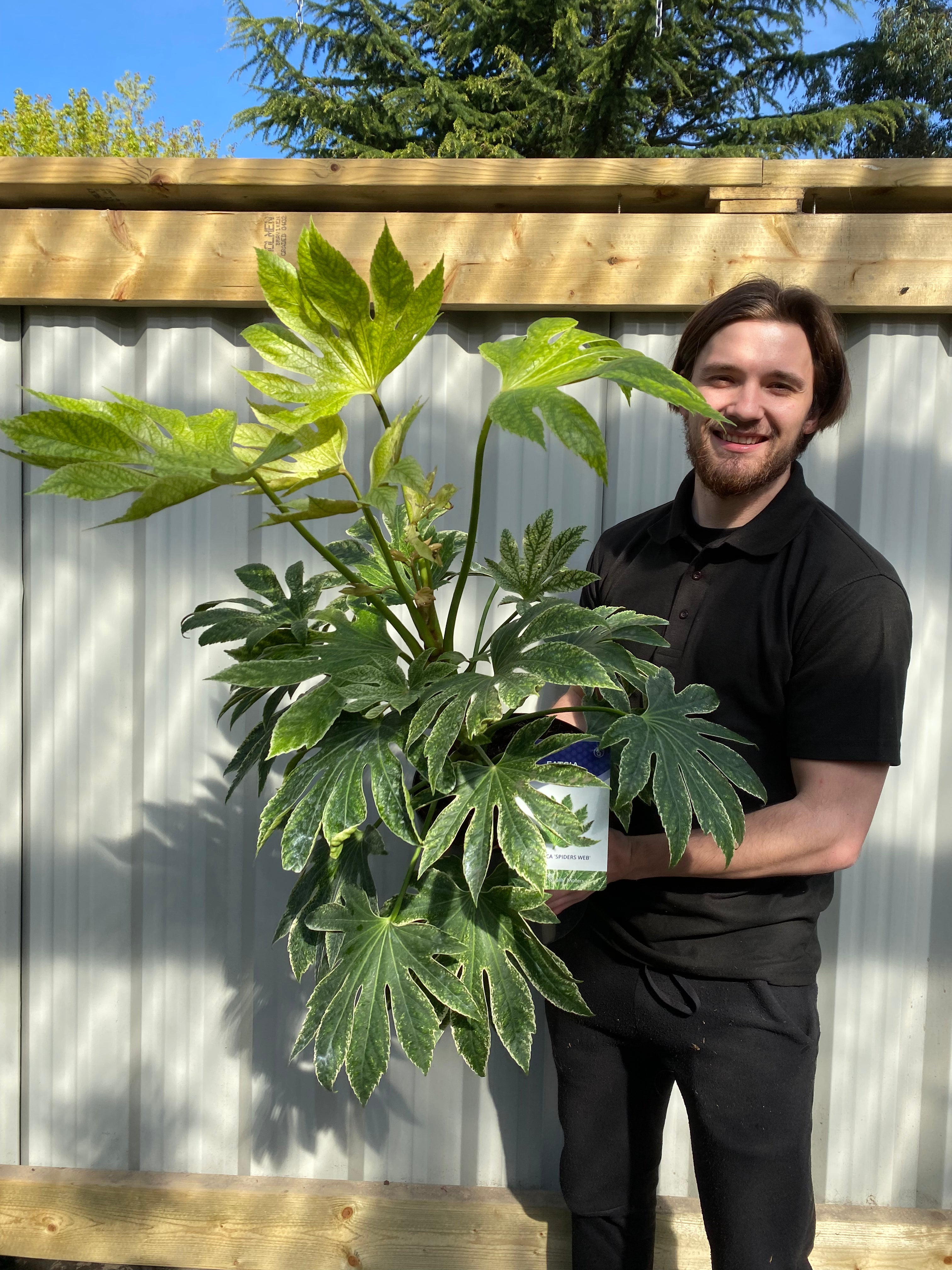 Fatsia japonica 'Spider's Web' 9cm-7.5L