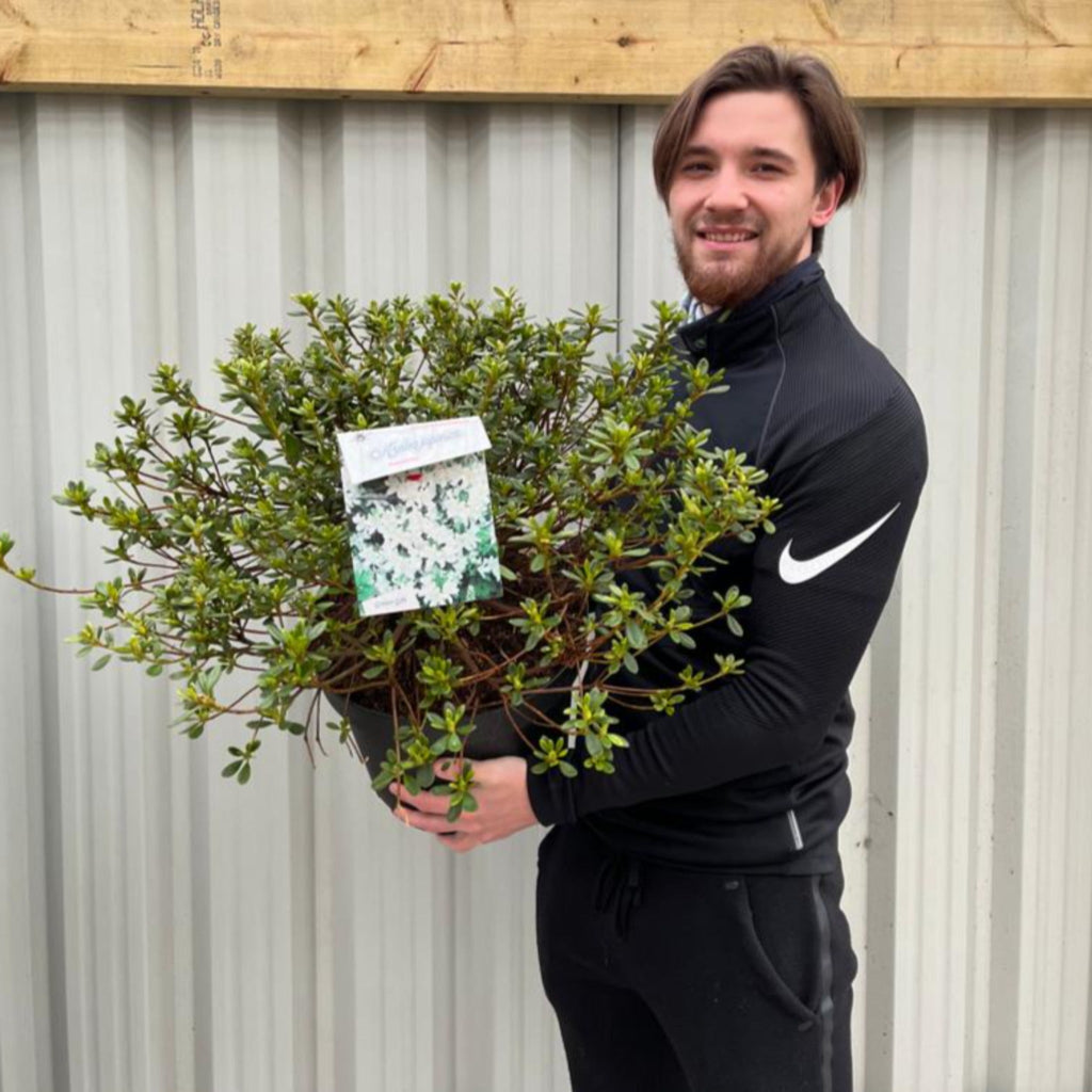 Azalea 'Palestina' 10L