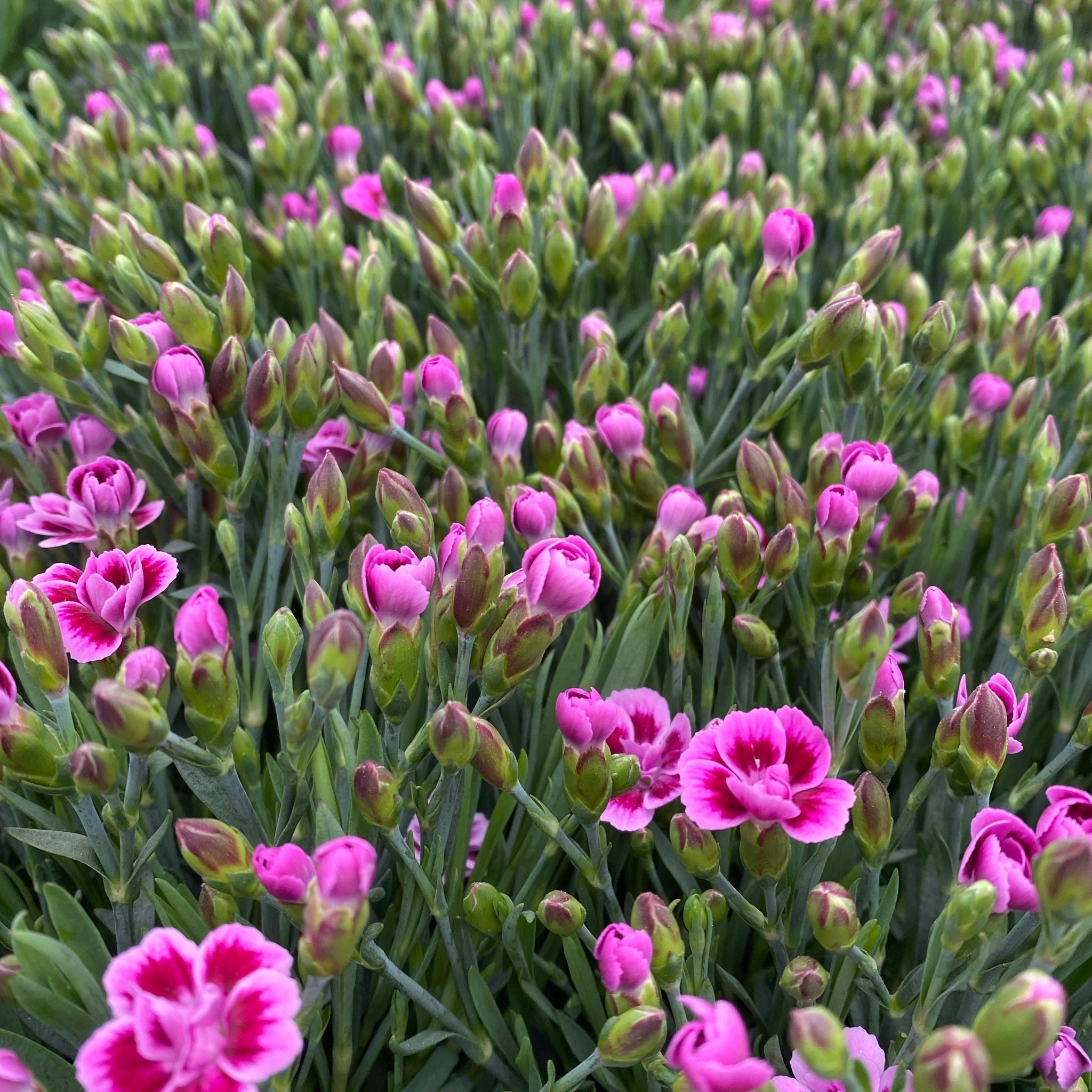 Dianthus Pink Kisses 10cm