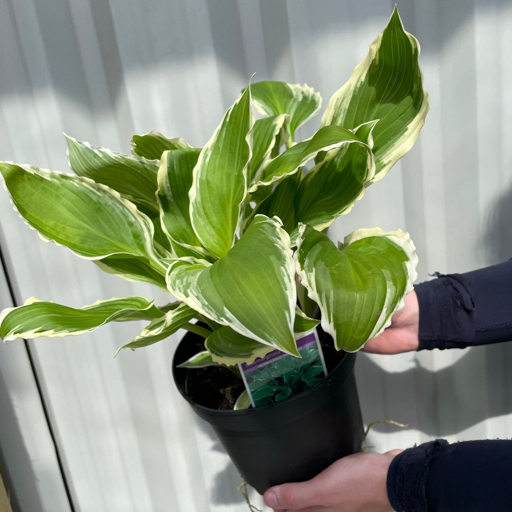 Hosta 'Albomarginata' 2L (30-50cm)