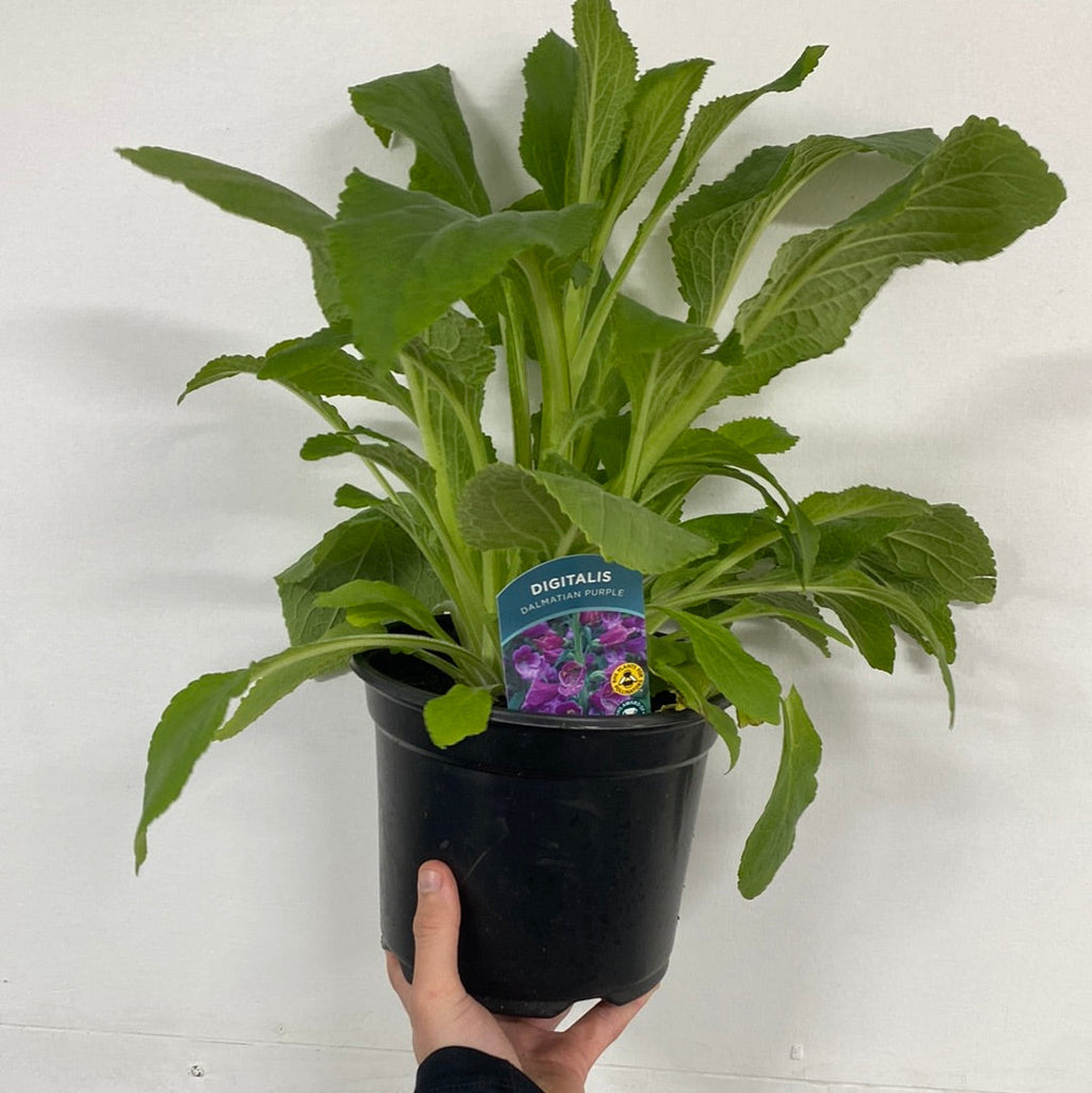 Foxgloves Digitalis purpurea Purple 3L