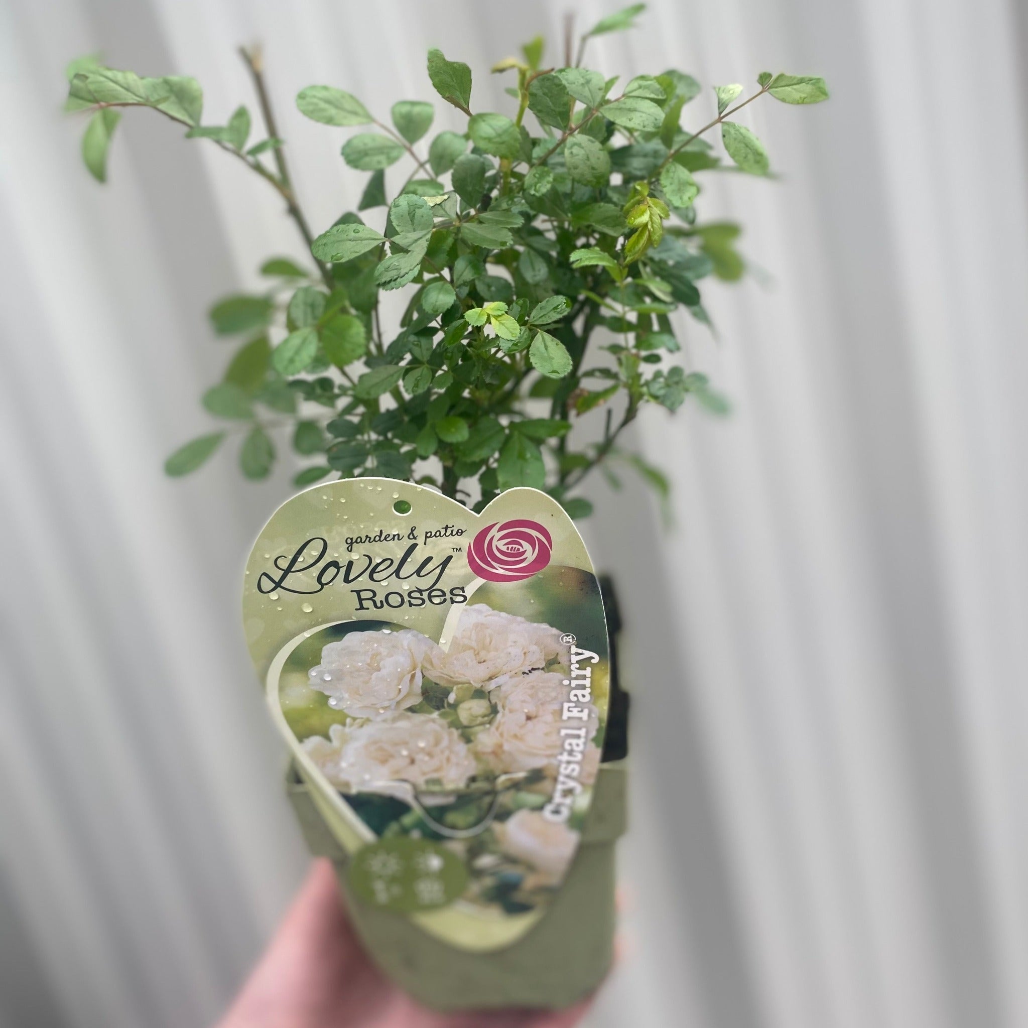 Patio Roses - Crystal Fairy