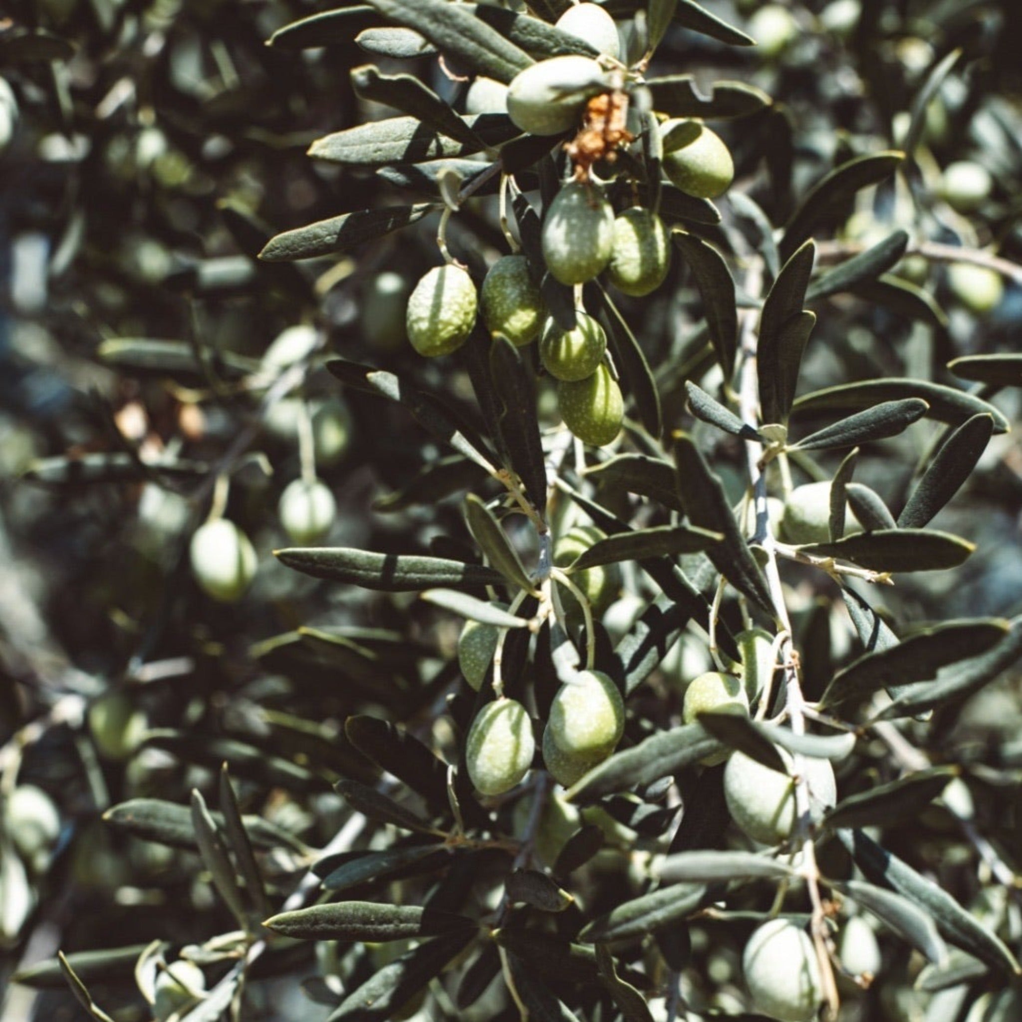 Olive Tree 35L 1.7-1.8m (Multibuy Offers Available)