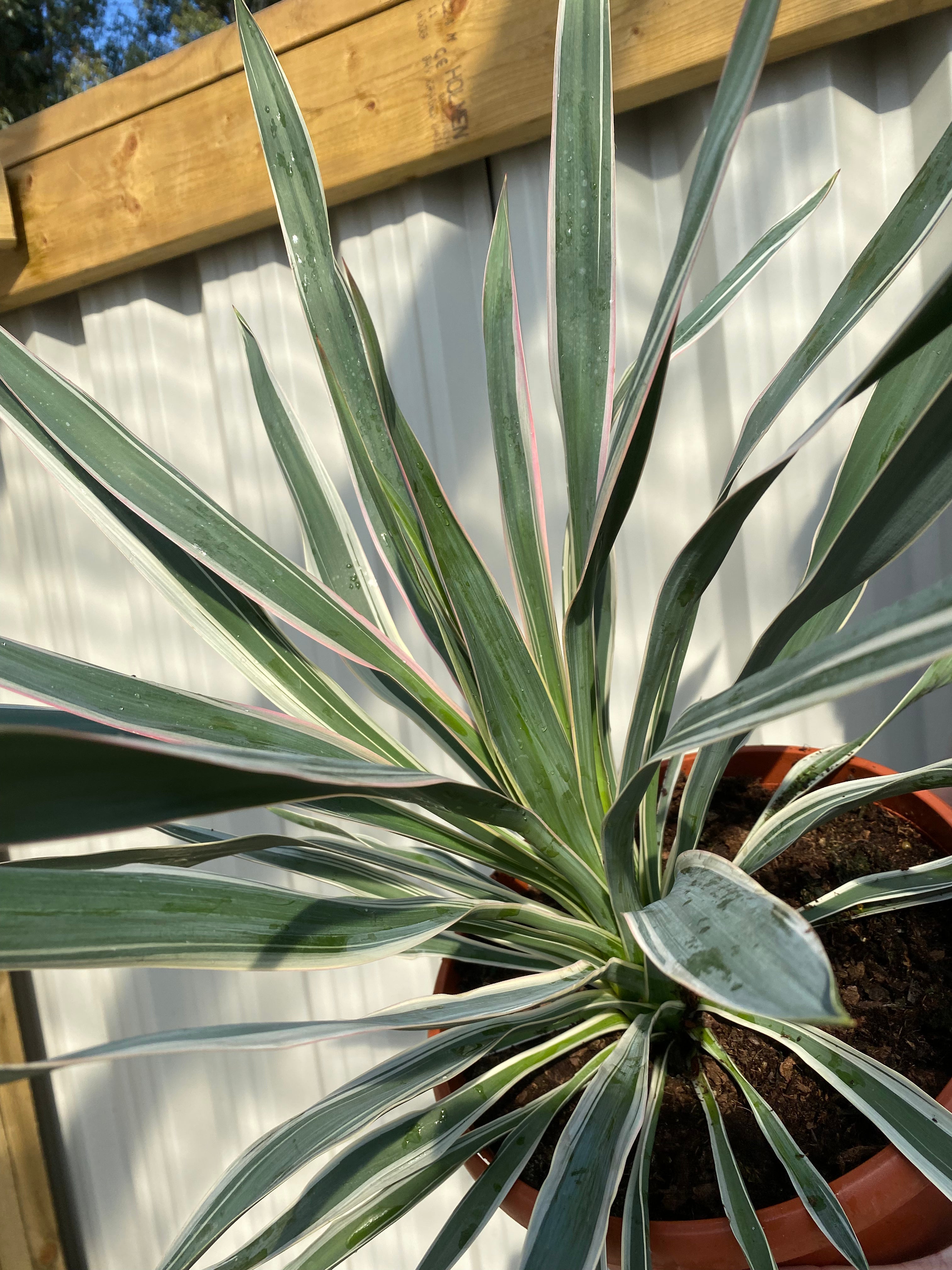 Yucca Variegata 7.5L