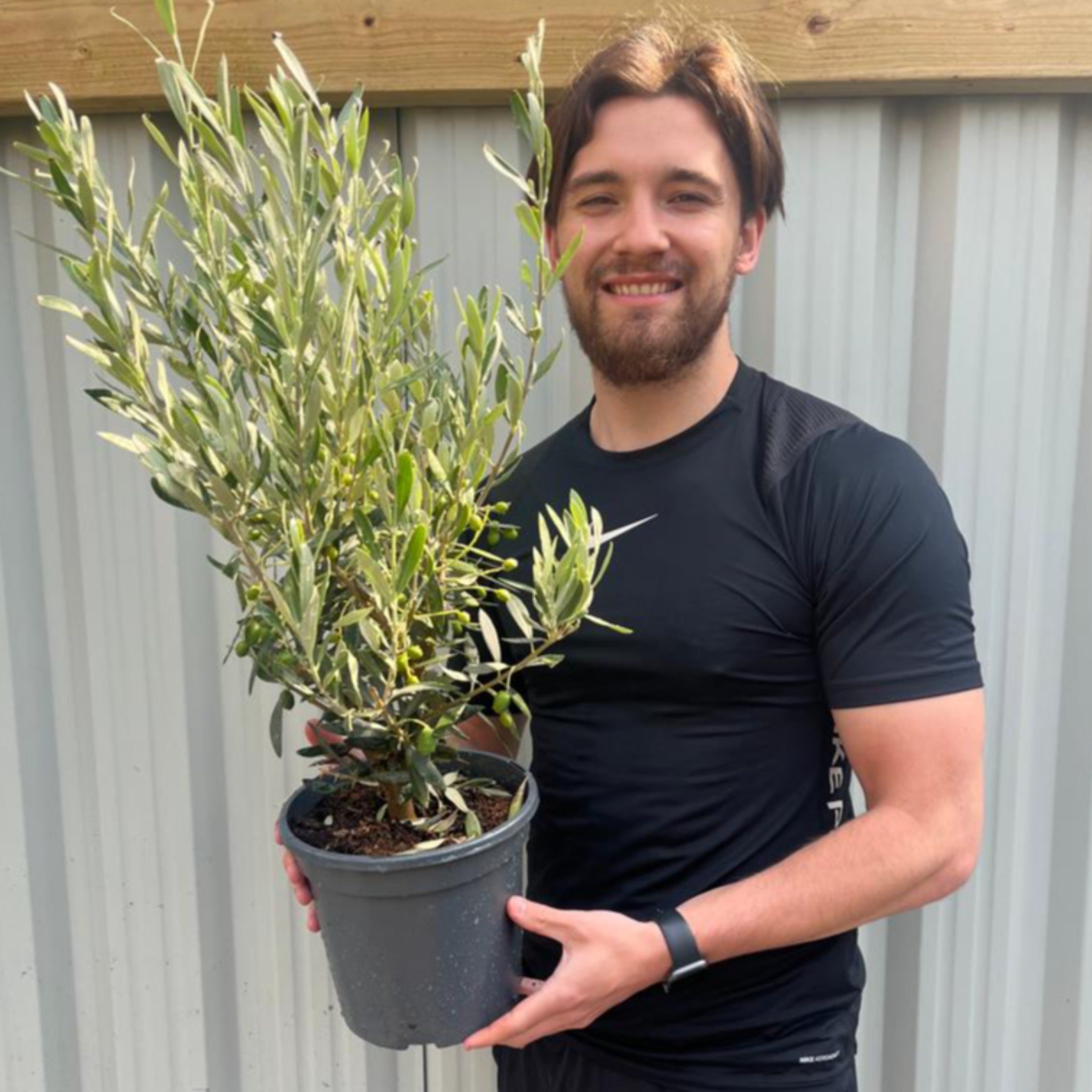 Olive Bush | Olea Europeana (3 Sizes Available) 50-110cm