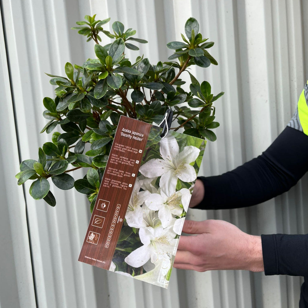 Azalea japonica 'Dorothy Heiden' 2L