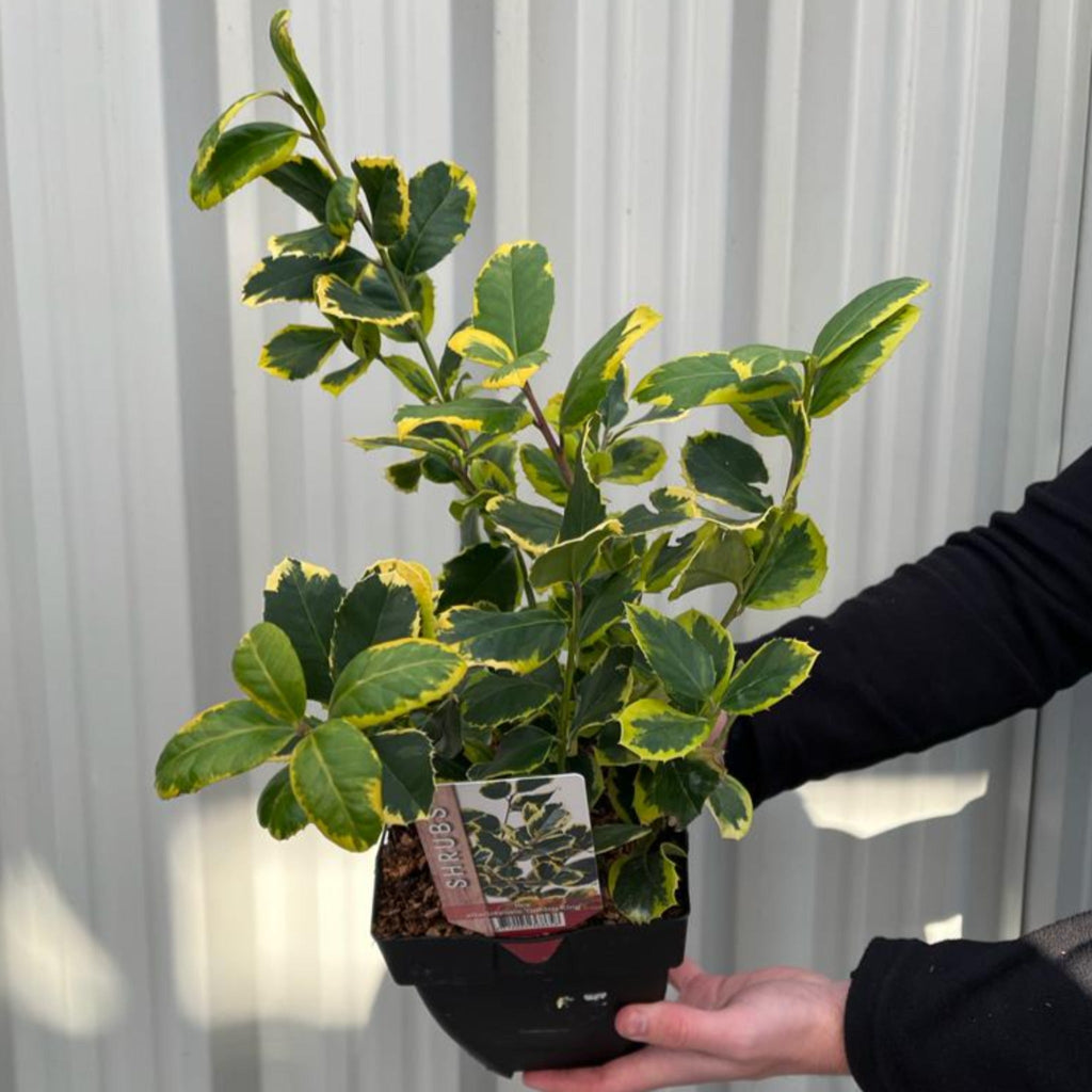 Ilex x altaclarensis  'Golden King' | Variegated Holly 9cm / 2L