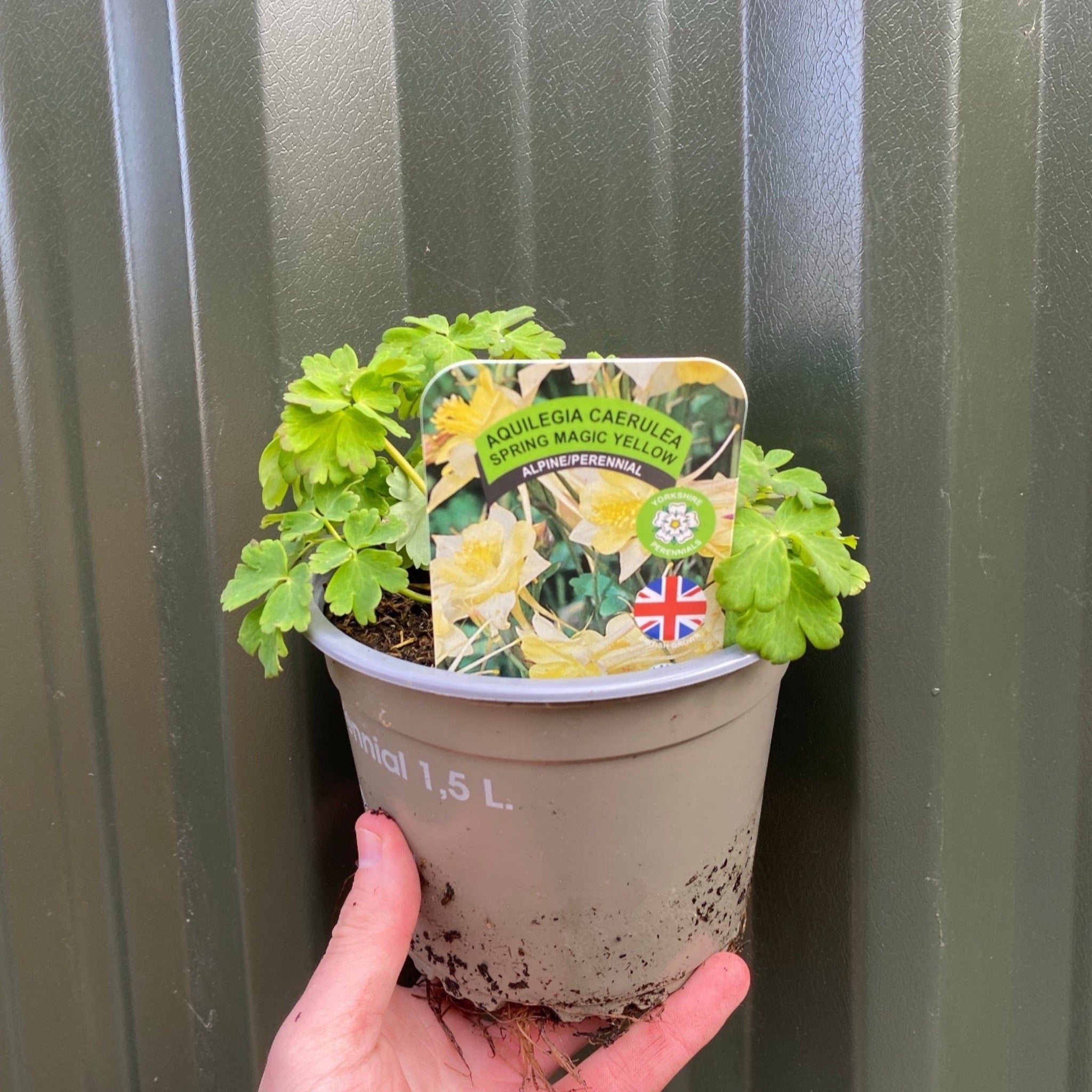 SPECIAL OFFER: Aquilegia Mix (5 Plants - 1.5L Pots)